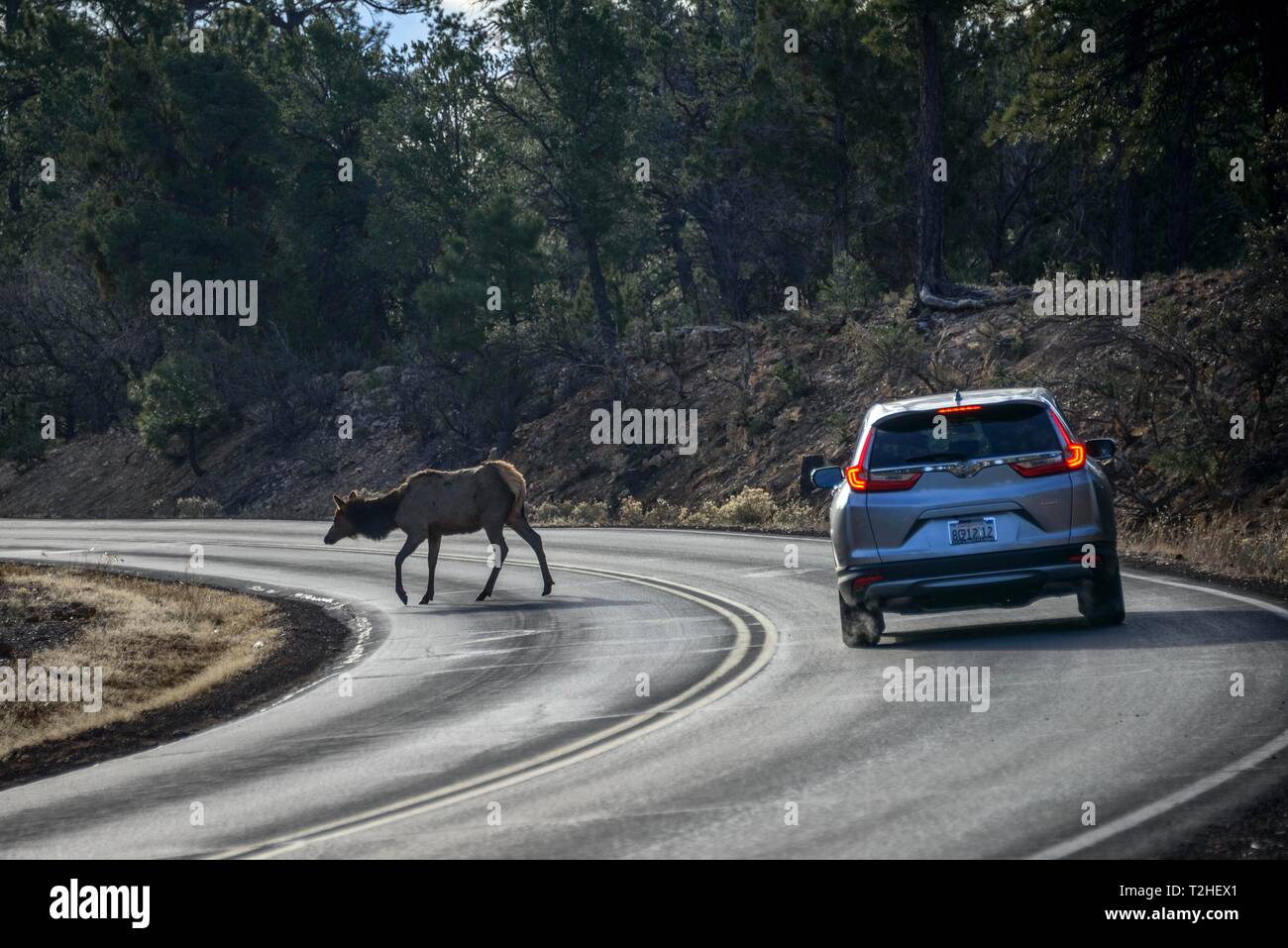 Car brakes on the road, american elk (Cervus canadensis) crosses a road in front of driving car, game pass, South Rim, Grand Canyon National Park Stock Photo
