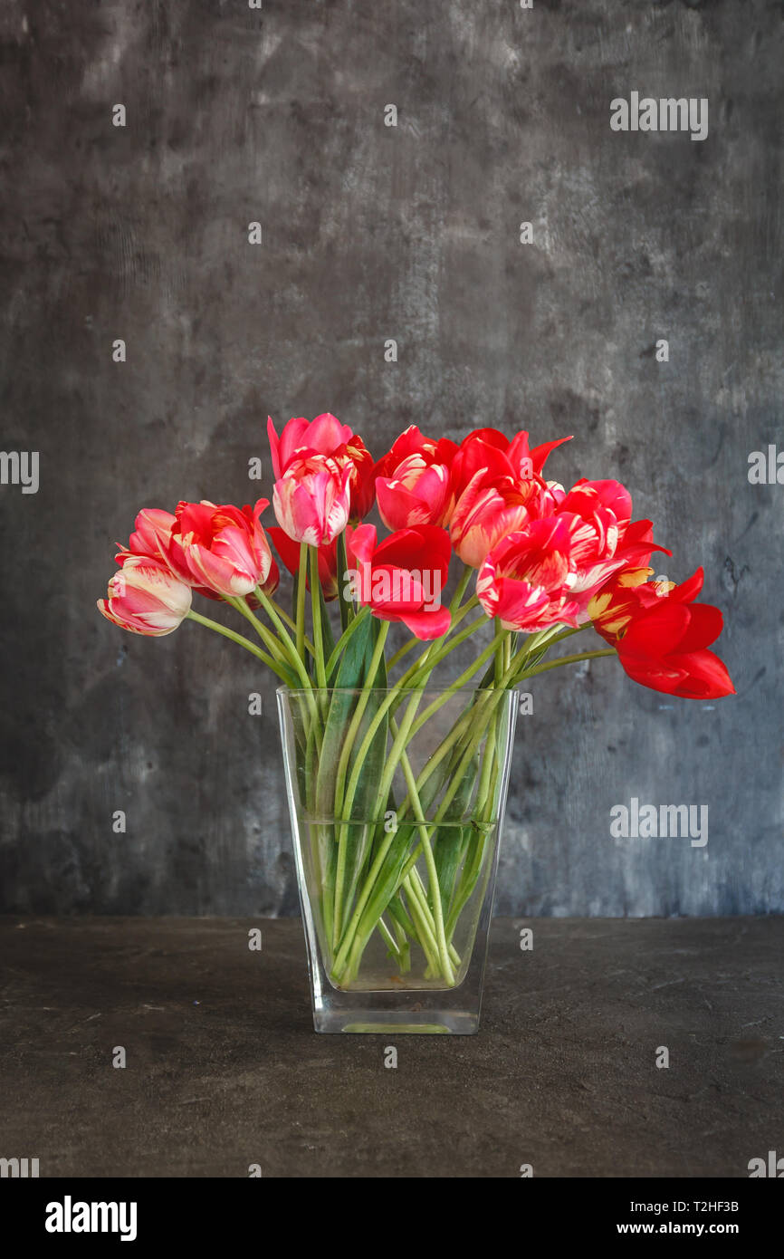 bouquet of red tulips in a transparent vase on a dark background Stock ...