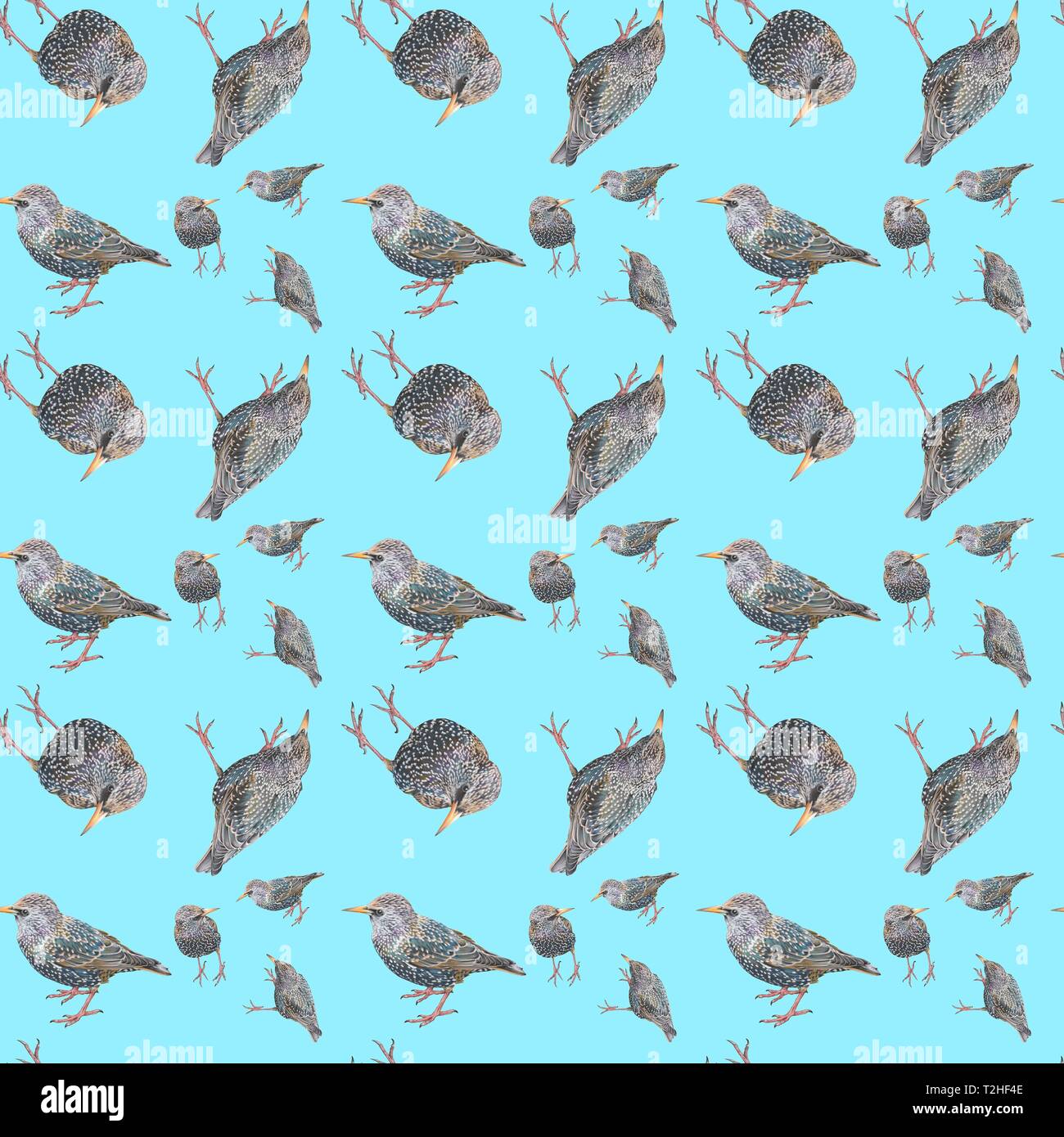 Wallpaper, wrapping paper, seamless pattern, bird figure, starlings, background light blue, Germany Stock Photo