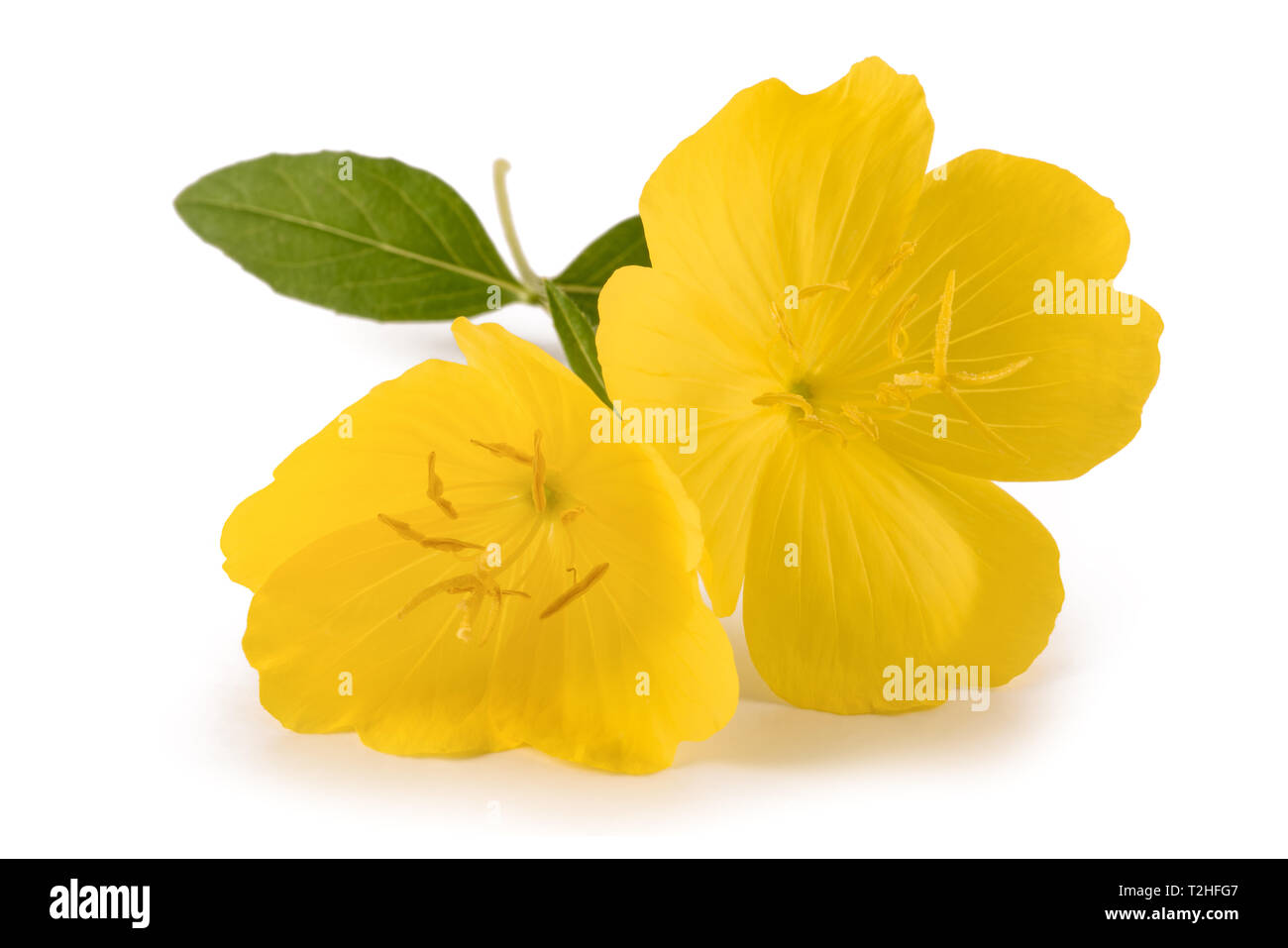 Common Evening Primrose Flower Isolated On White Stock Photo Alamy
