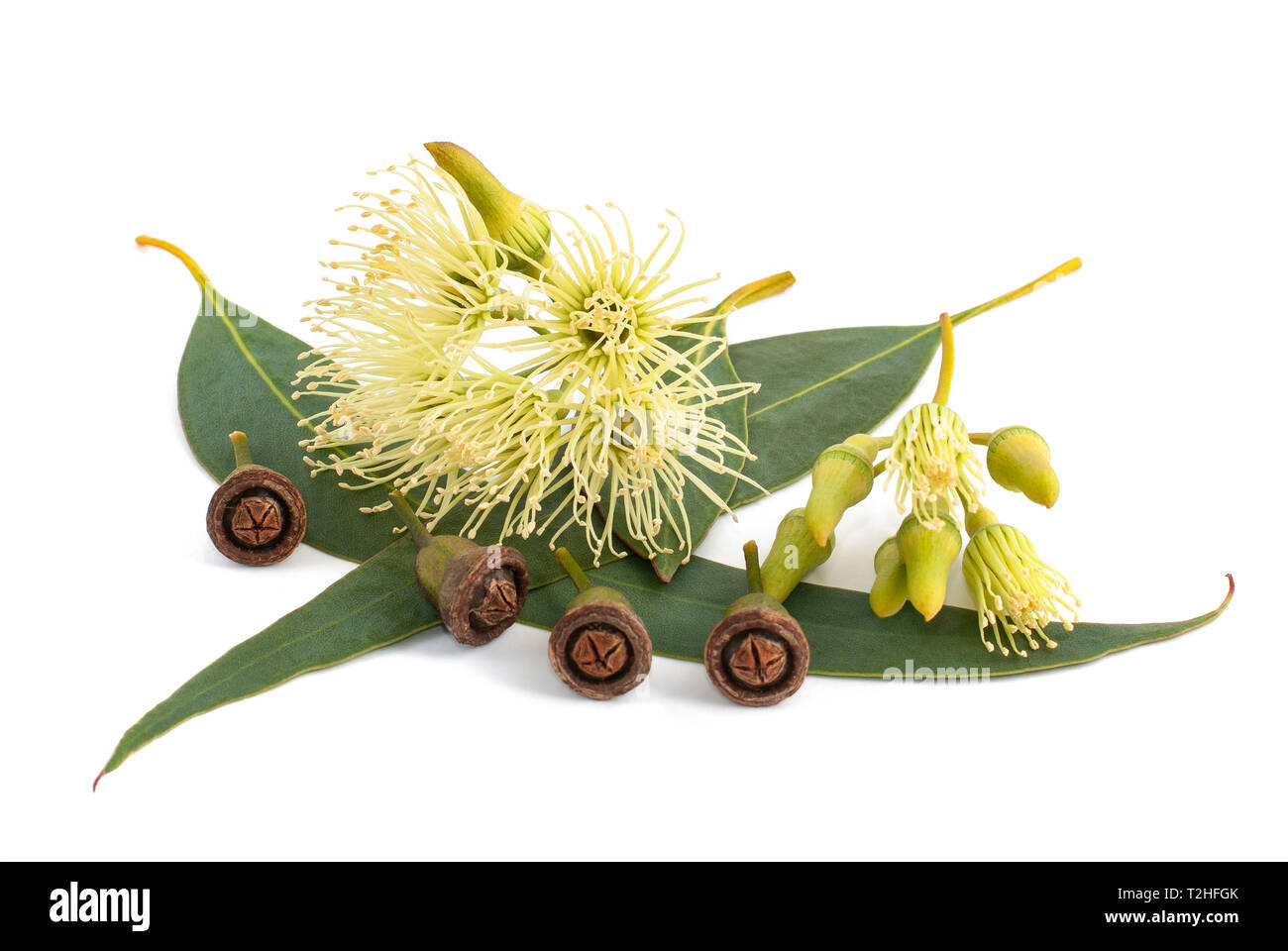 Eucalyptus background Cut Out Stock Images & Pictures Alamy