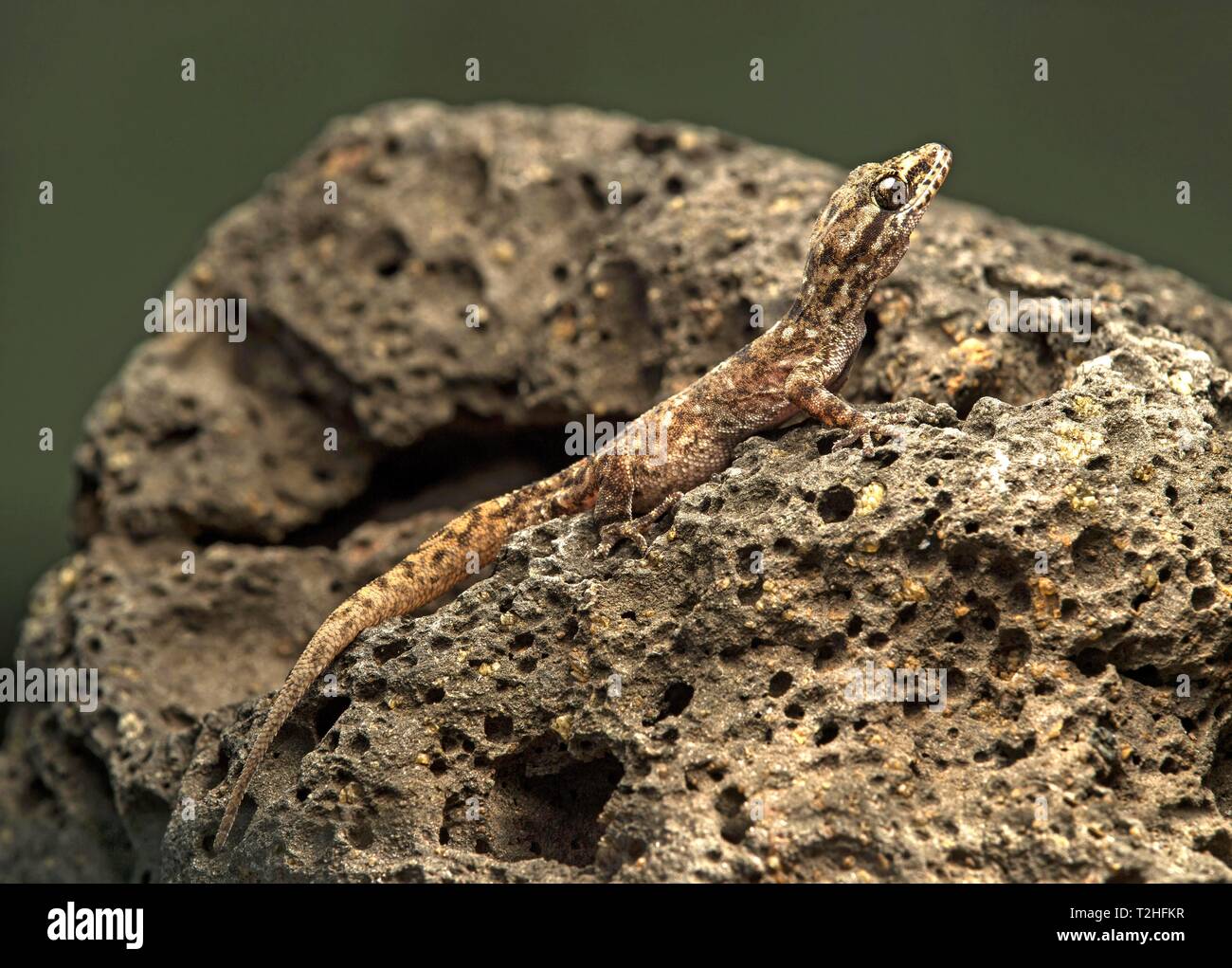 Baur's Leaf-toed Gecko (Phyllodactylus baurii) on lava rocks, island Floreana, Galapagos Islands, Ecuador Stock Photo