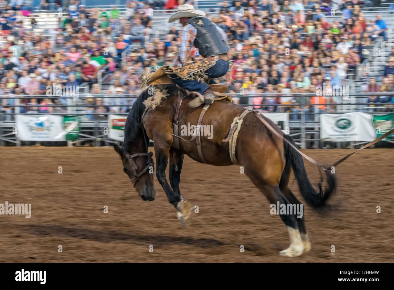 Cowboy rides on rearing horse, Rodeo, Heber City, Utah, USA Stock Photo