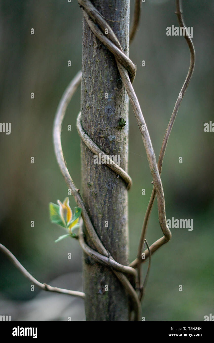 Trees Growing Around Stuff at Nancy Green blog