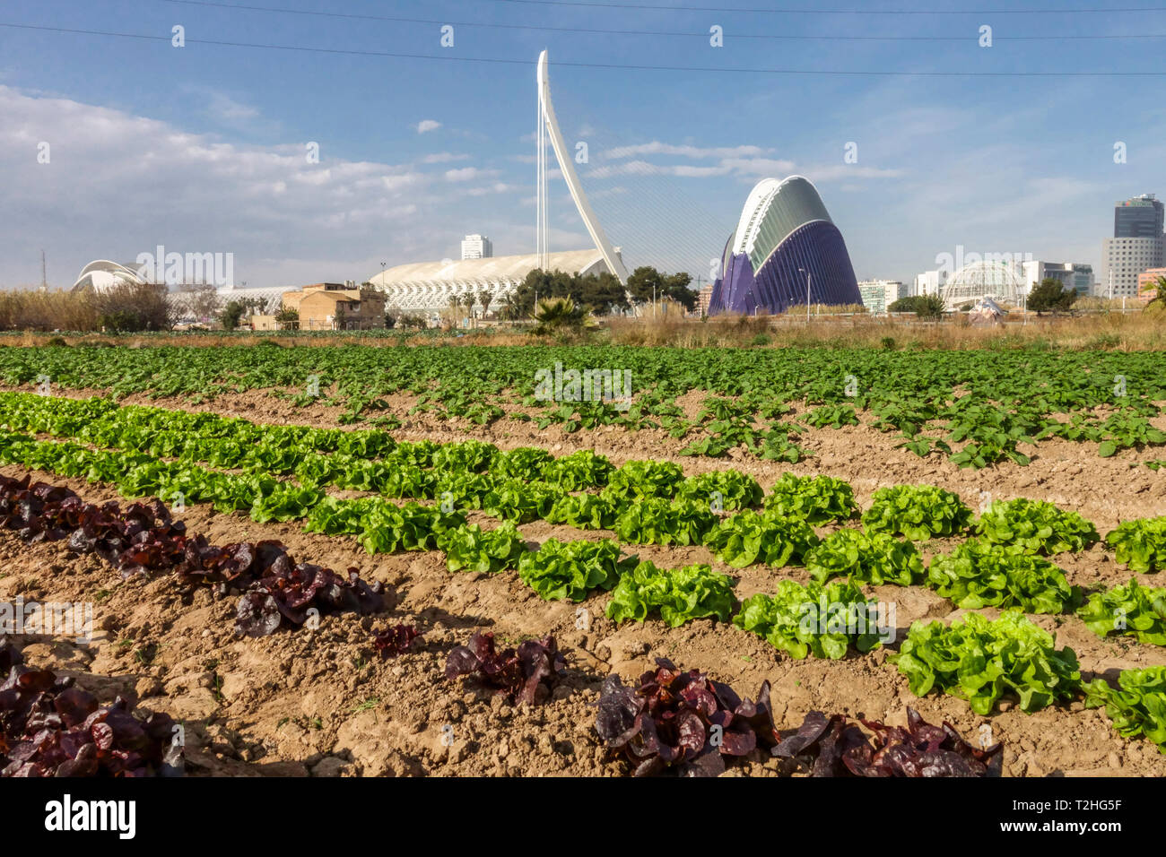 Spaín Valencia City of Science, Spain agriculture lettuce field farm Stock Photo