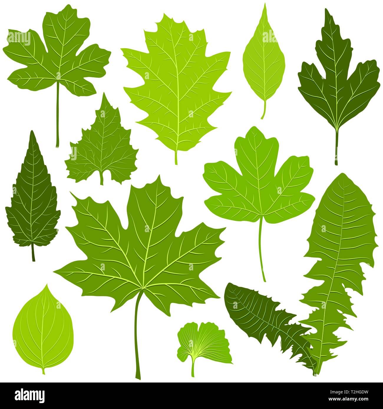Green leaves set on white background vector Stock Vector Image & Art ...