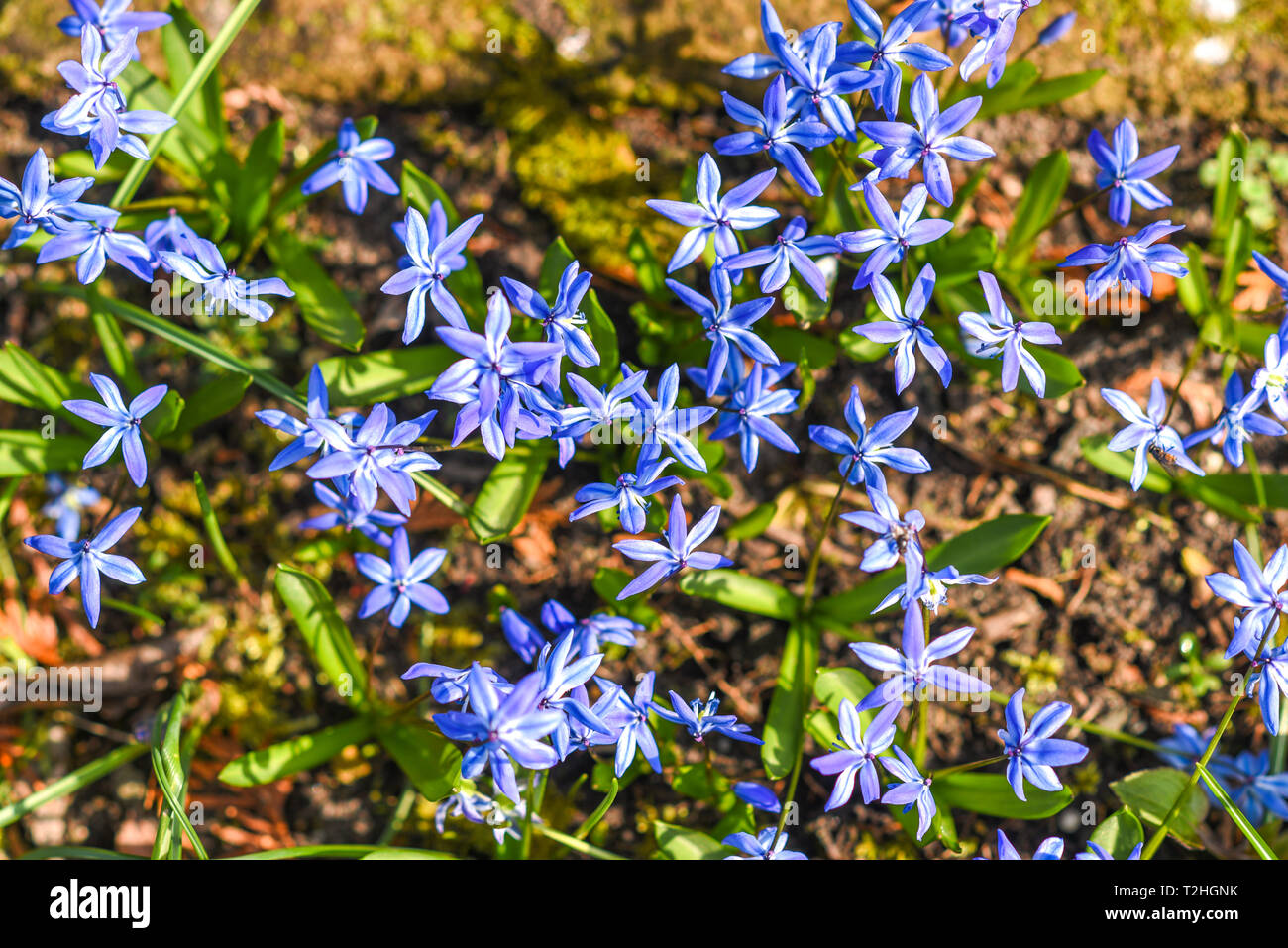 Chionodoxa luciliae blooming in spring in the garden. Stock Photo