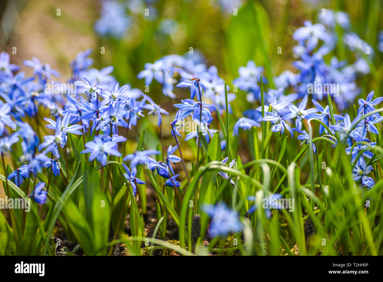 Chionodoxa luciliae blooming in spring in the garden. Stock Photo
