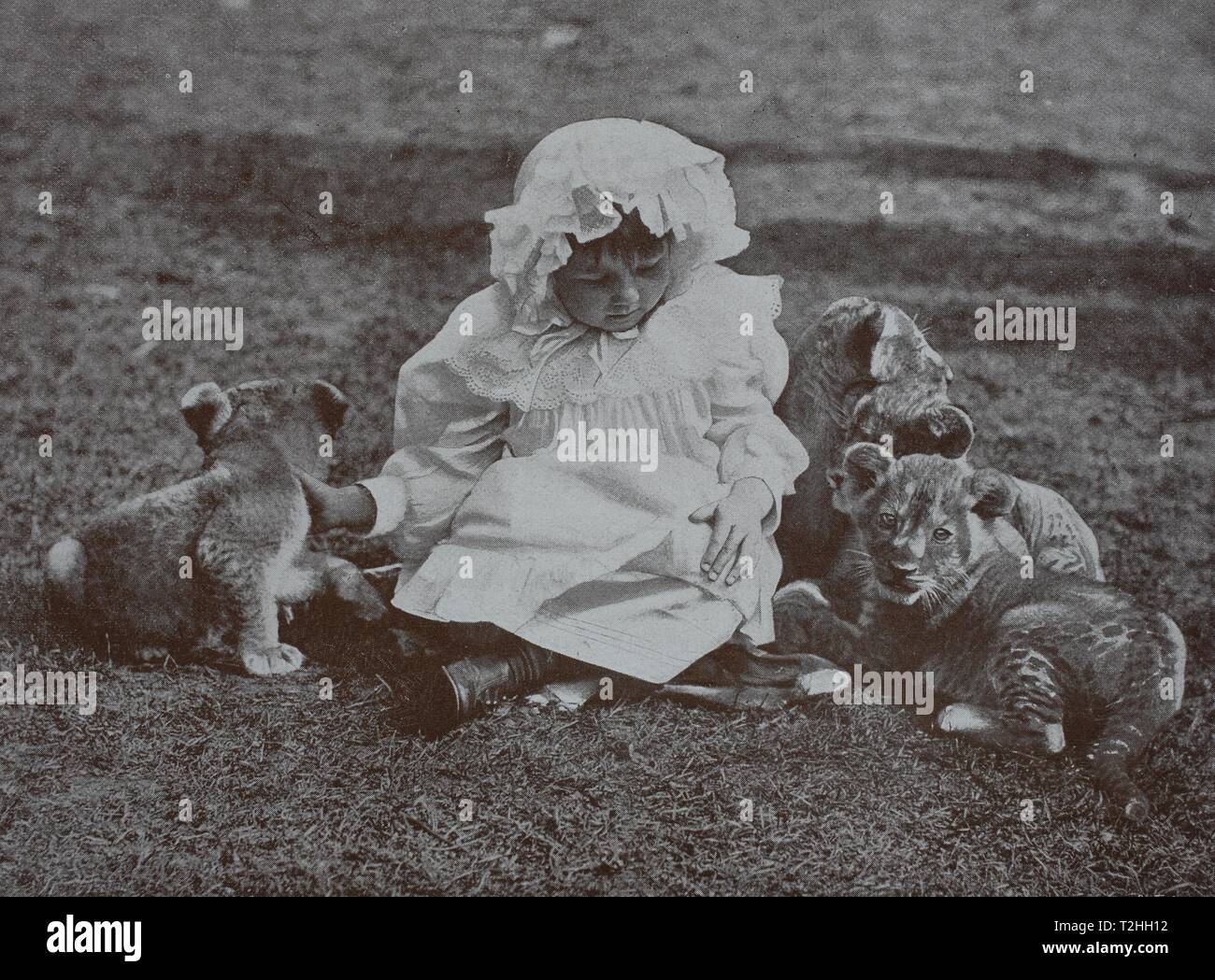 Little girl plays with three lion cubs, 1895, historical image, South Africa Stock Photo