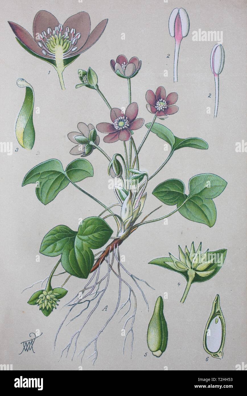 Liverleaf (Hepatica nobilis), historical illustration from 1885, Germany Stock Photo