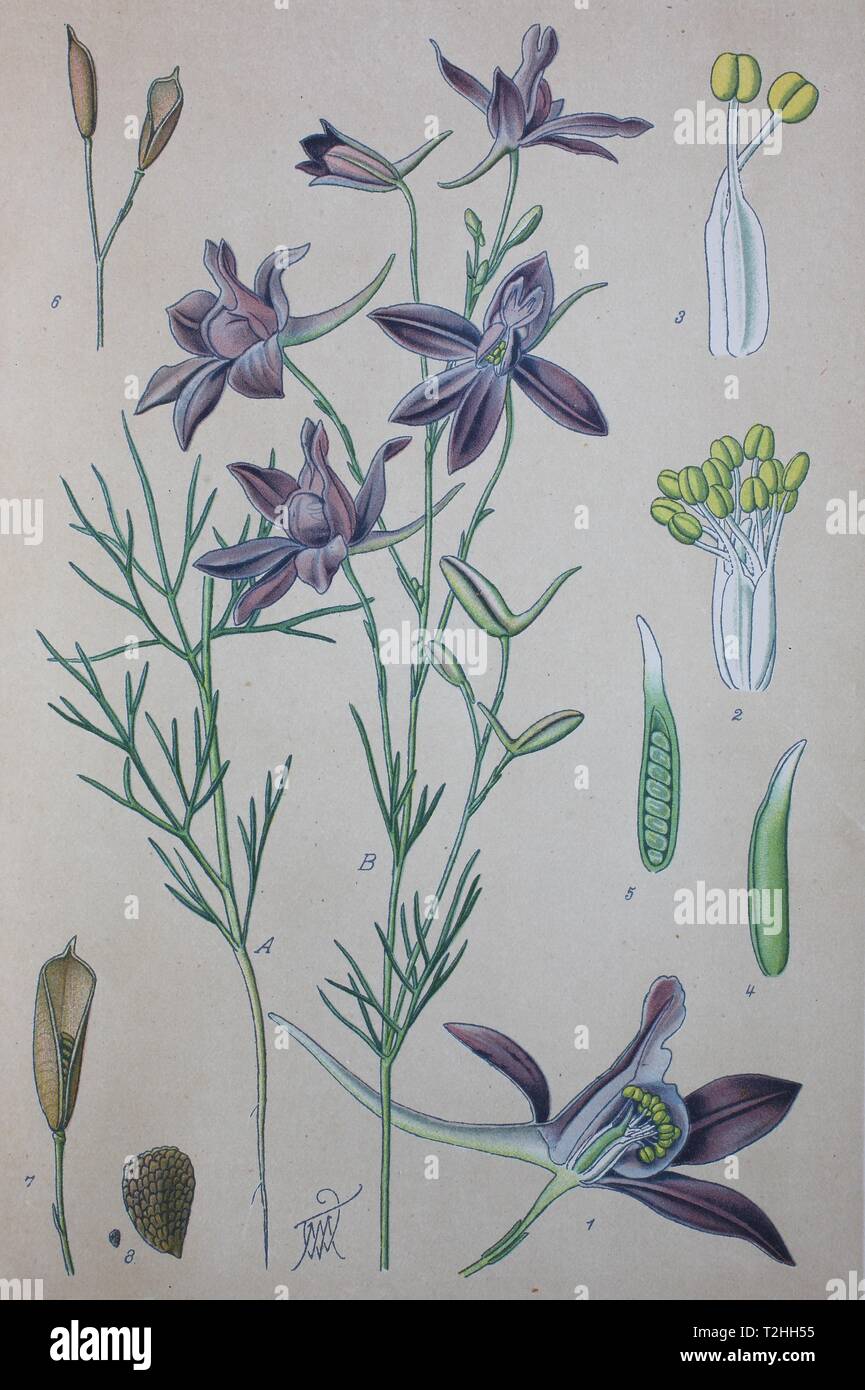Larkspur drawing hi-res stock photography and images - Alamy