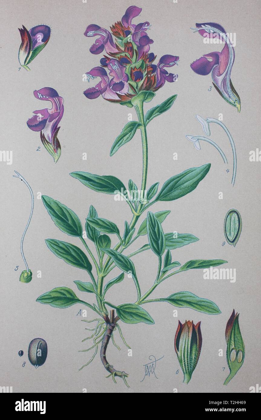 Large Self-heal (Prunella grandiflora), historical illustration from 1885, Germany Stock Photo