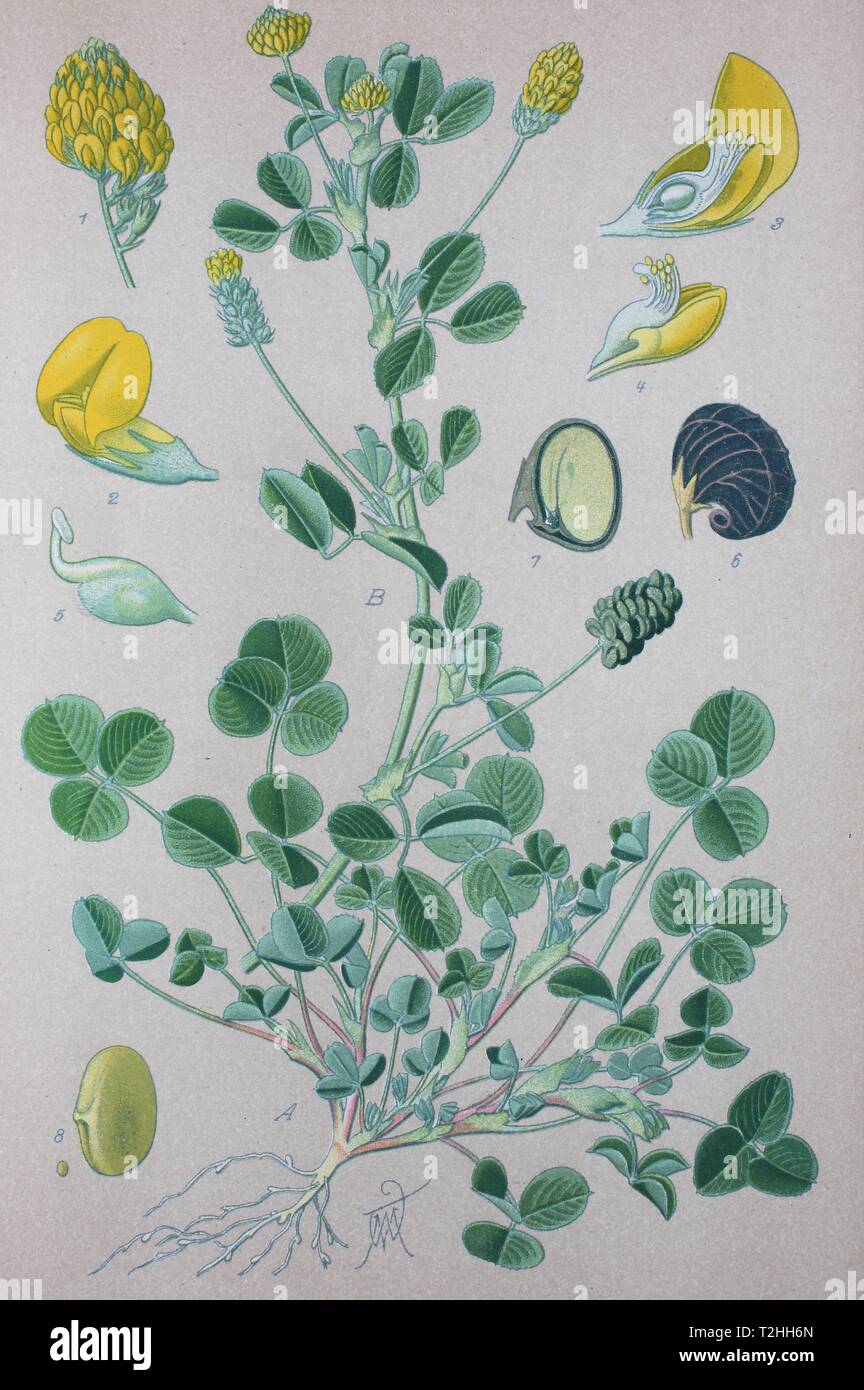 Black medick (Medicago lupulina), historical illustration from 1885, Germany Stock Photo