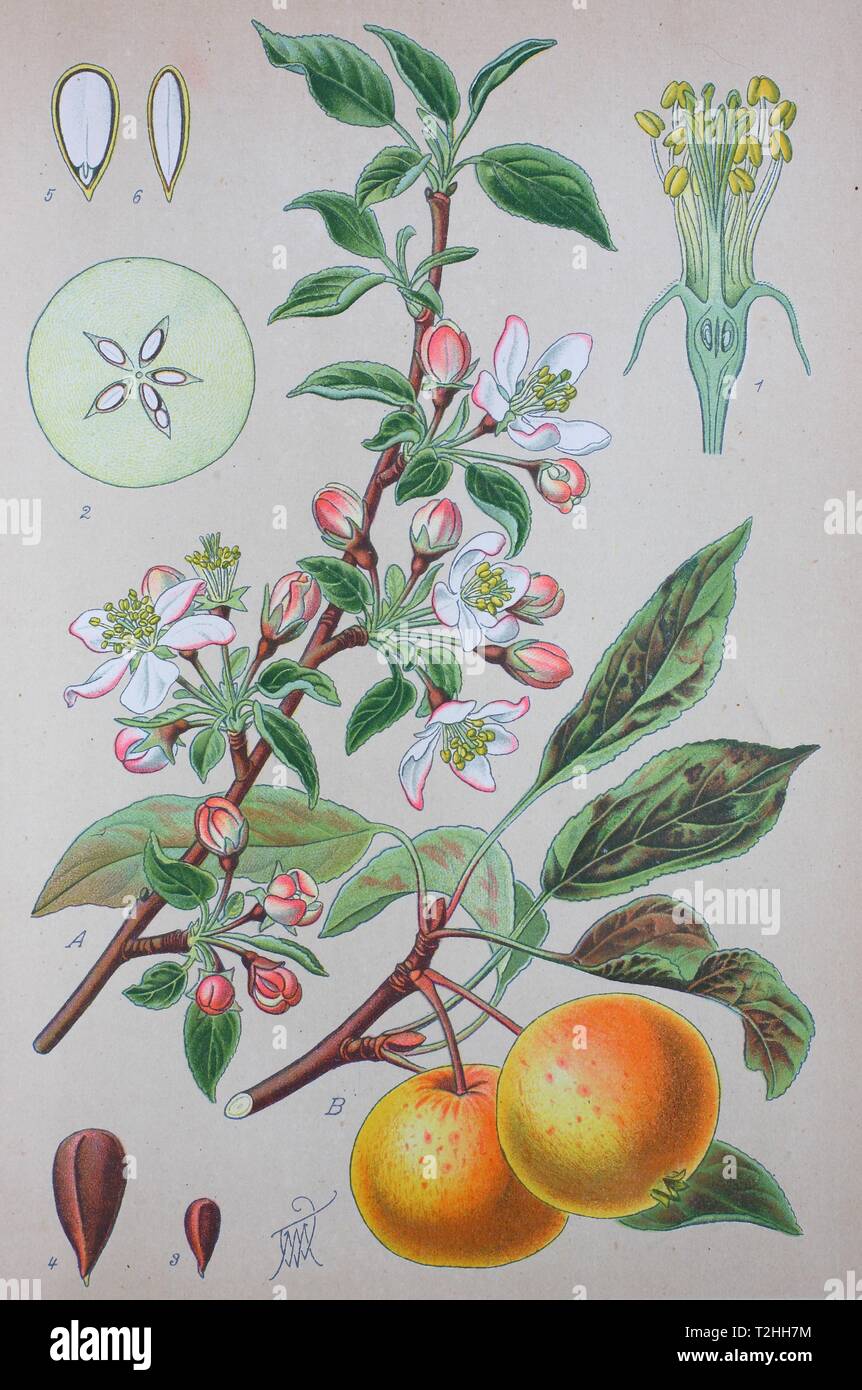 Apple (Malus pumila), historical illustration from 1885, Germany Stock Photo