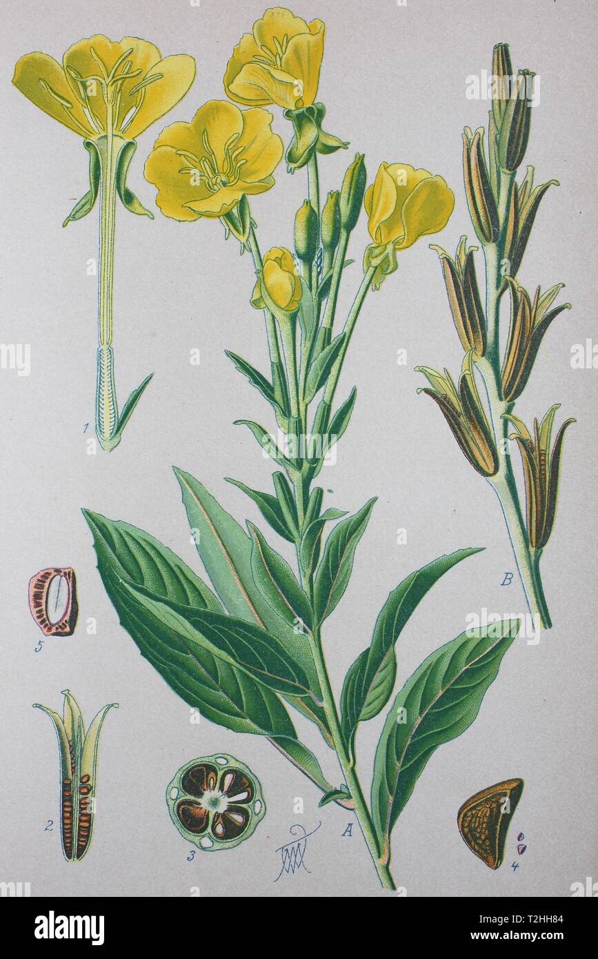Common evening-primrose (Oenothera biennis), historical illustration from 1885, Germany Stock Photo
