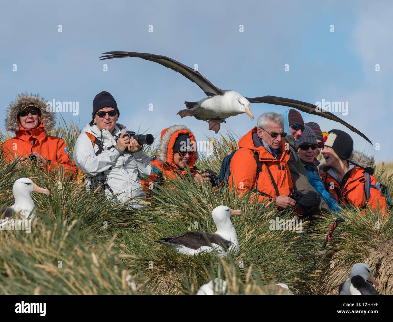 Tourists and black-browed albatross on West Point Island, Falkland Islands Stock Photo