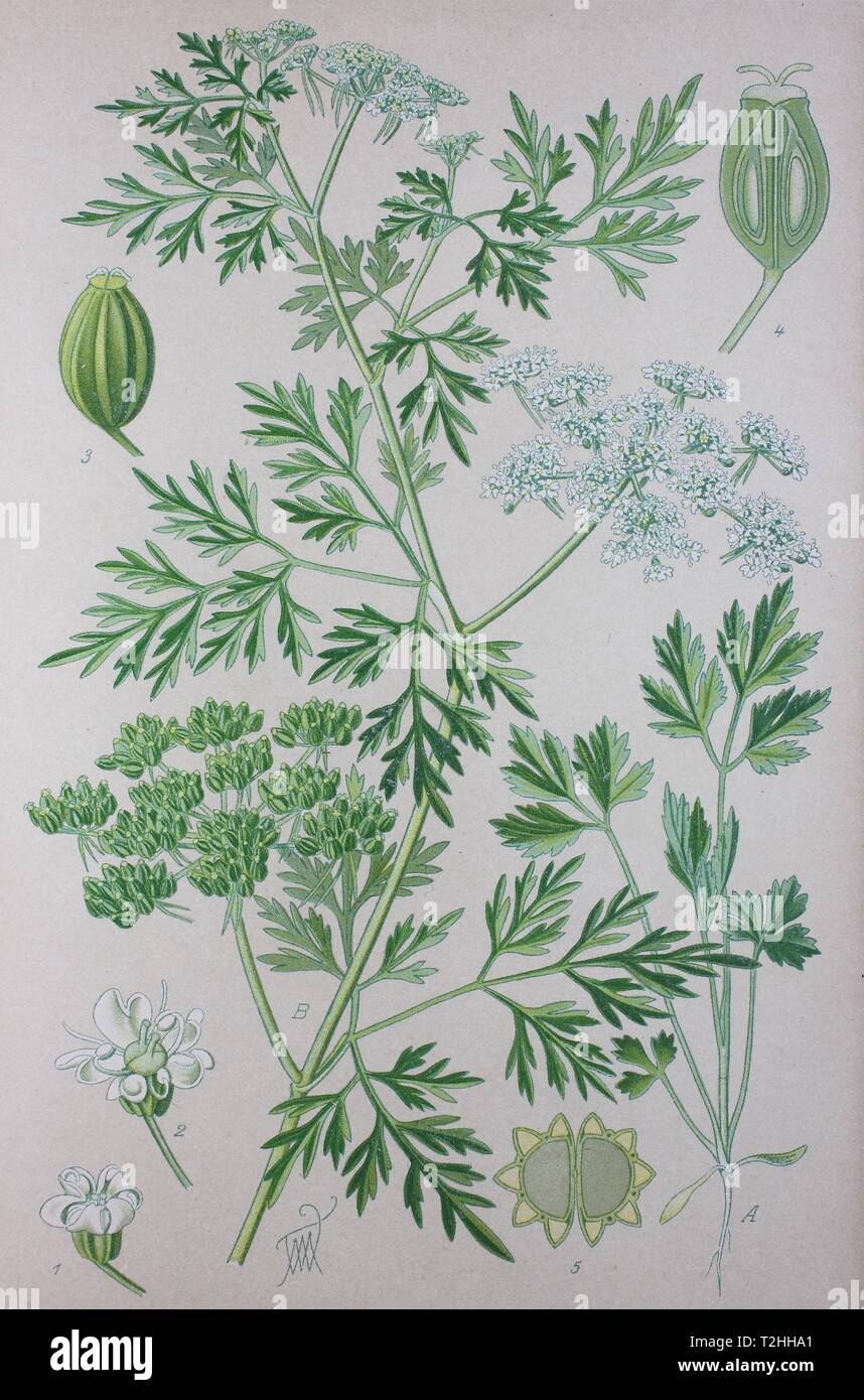 Fool's parsley (Aethusa cynapium), historical illustration from 1885, Germany Stock Photo