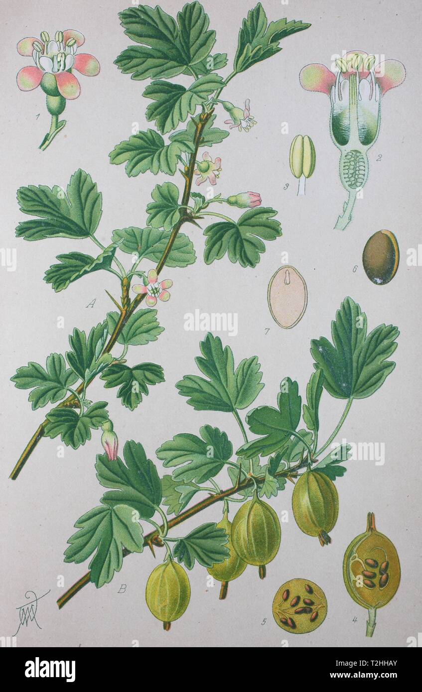 Gooseberry (Ribes uva-crispa), historical illustration from 1885, Germany Stock Photo