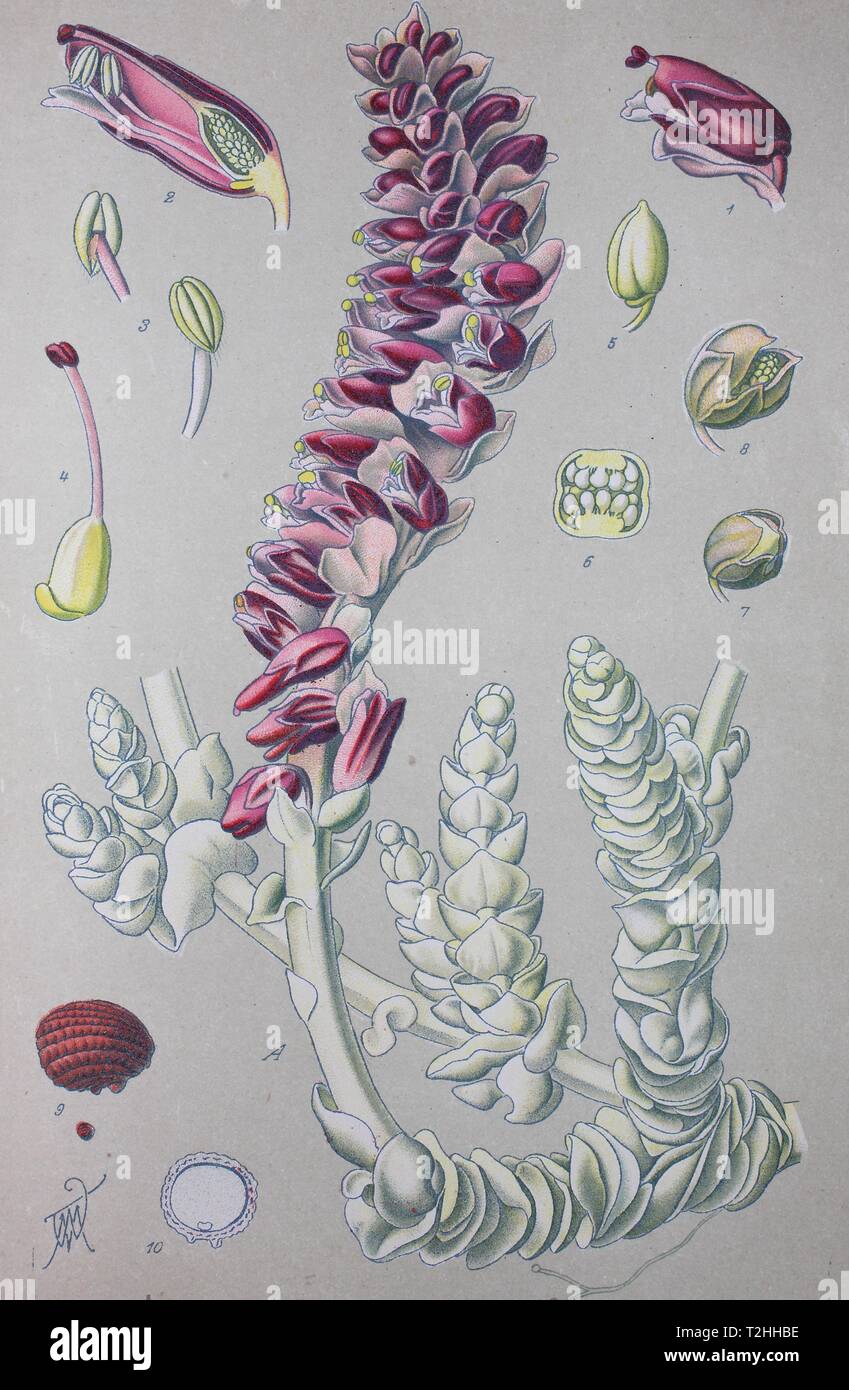 Common toothwort (Lathraea squamaria), historical illustration from 1885, Germany Stock Photo