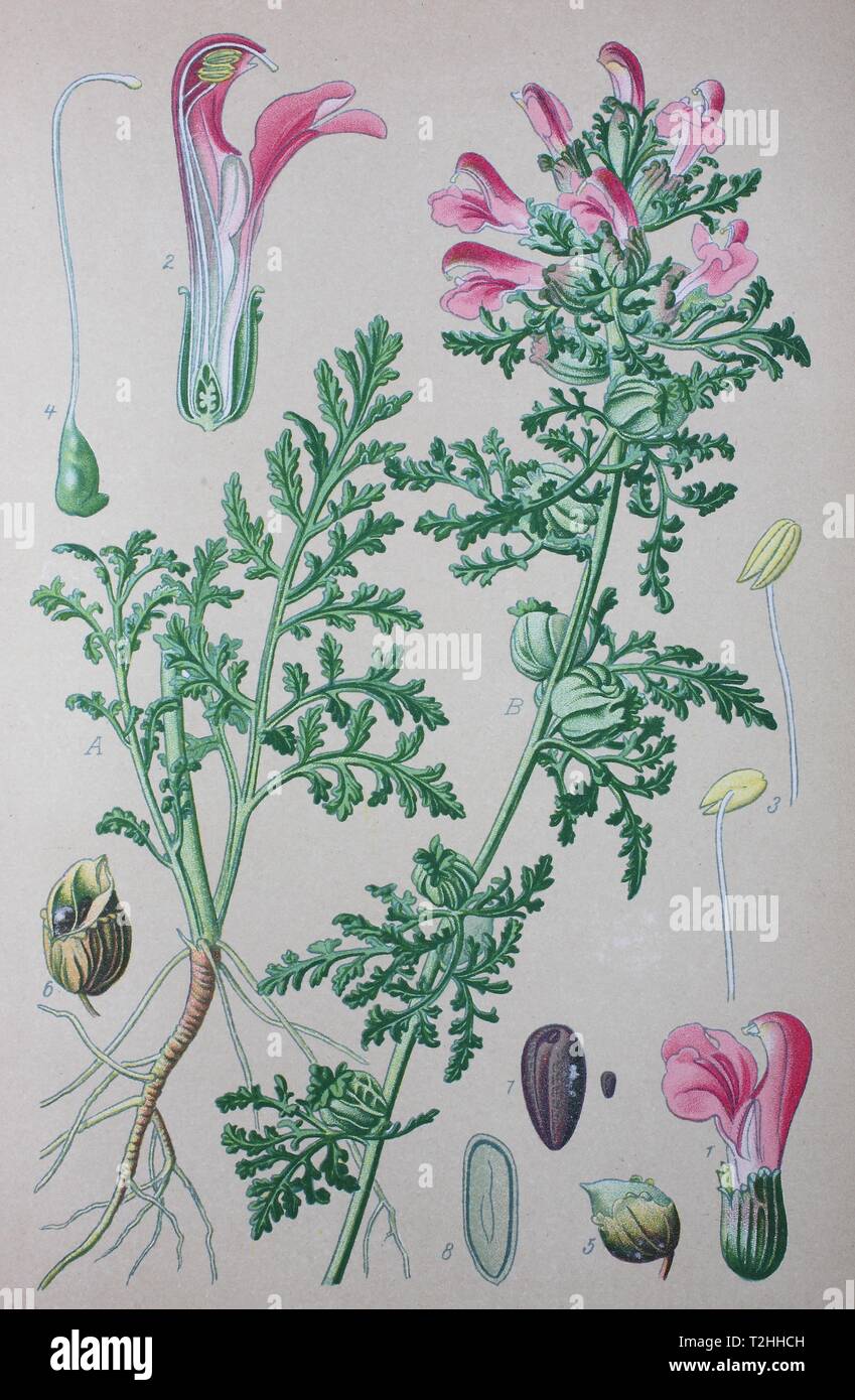 Marsh Lousewort (Pedicularis palustris), historical illustration from 1885, Germany Stock Photo