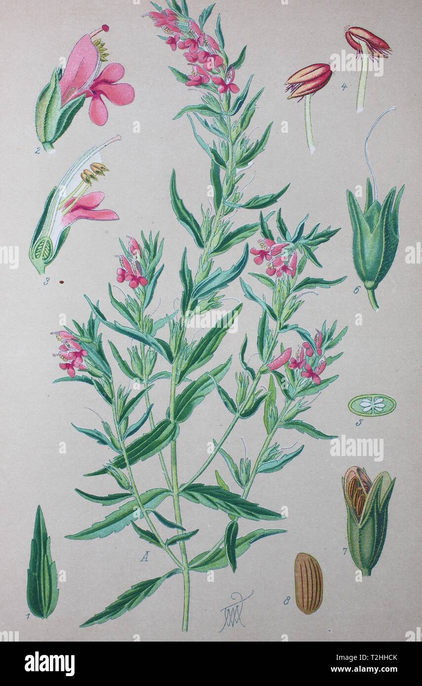 Red Bartsia (Odontites vulgaris), historical illustration from 1885, Germany Stock Photo