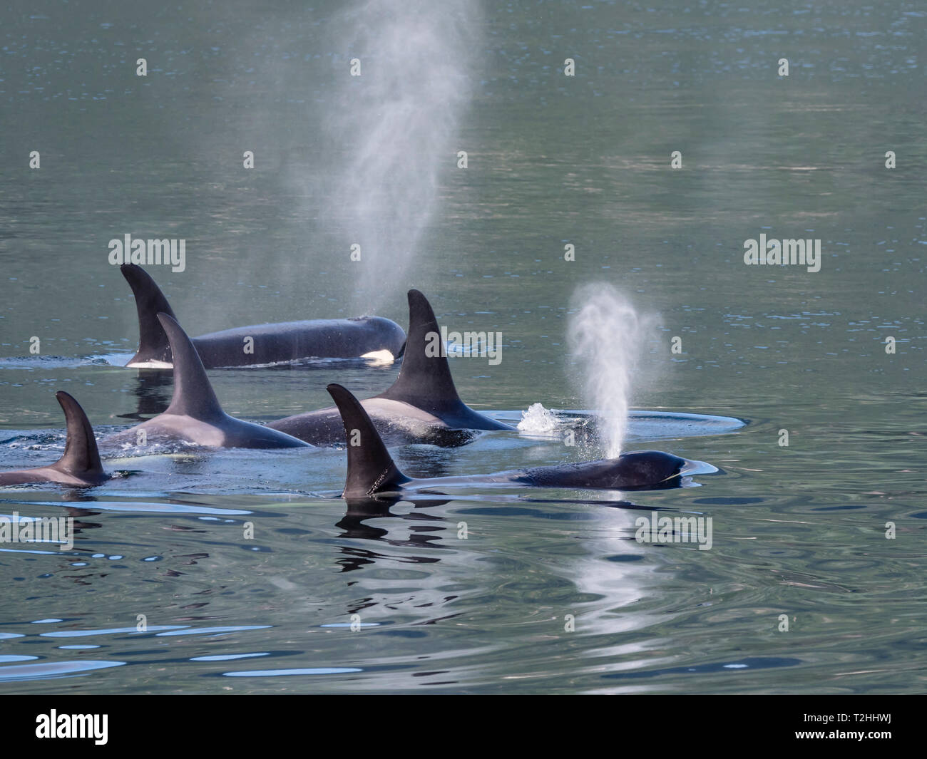 Resident killer whale pod, Orcinus orca, surfacing in Chatham Strait, Southeast Alaska, United States of America Stock Photo