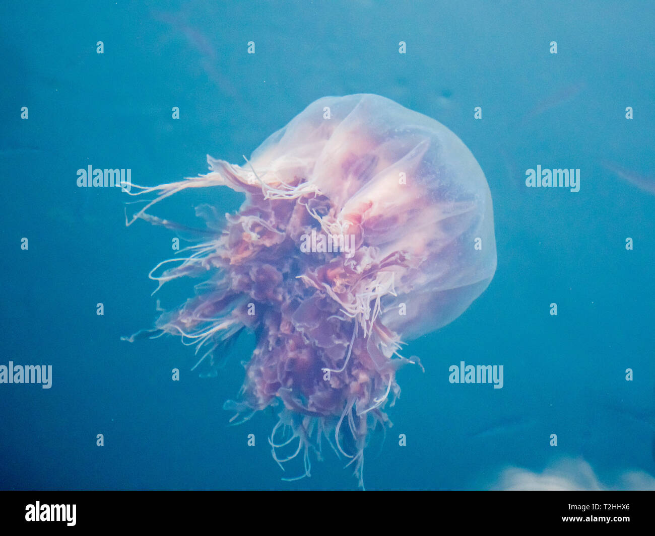 Lion s Mane Jellyfish Cyanea Capillata Is The Largest Known Species 