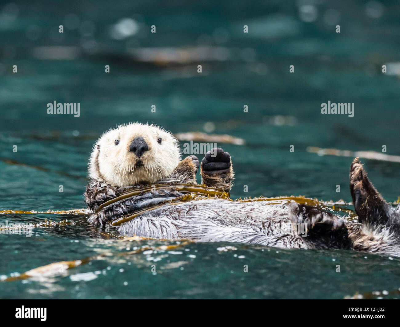 A rafting sea otter, Enhydra lutris, grooming its fur in kelp in the Inian Islands, Southeast Alaska, United States of America Stock Photo