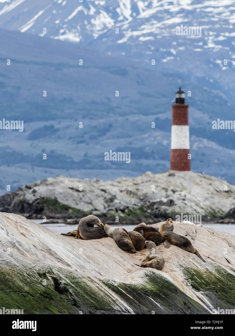 South American sea lions, Otaria flavescens, on a small islet in the Beagle Channel, Ushuaia, Argentina, South America Stock Photo