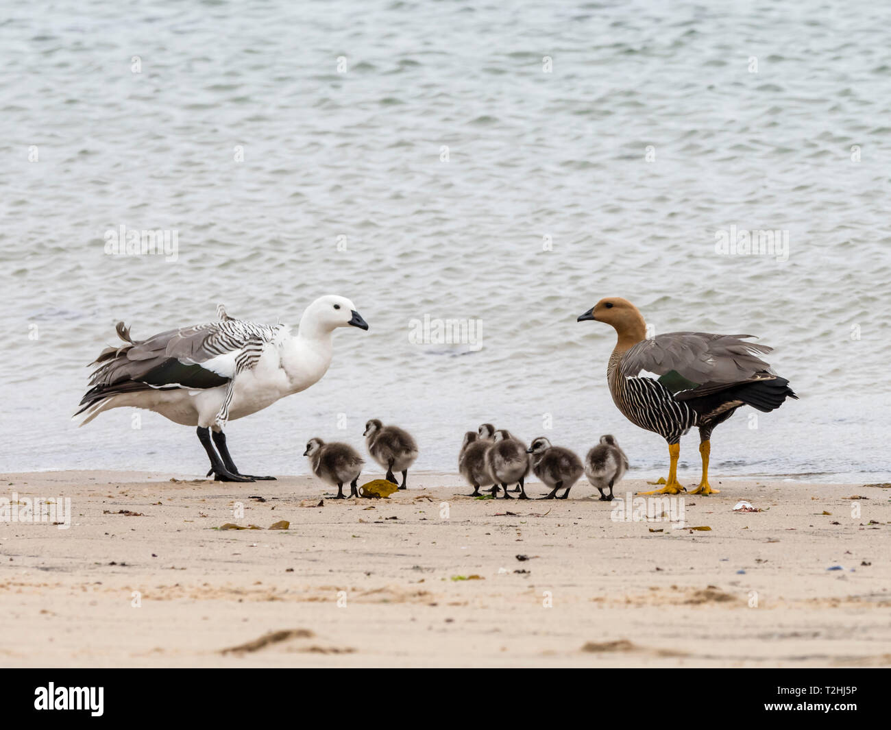 A pair of upland geese, Chloephaga picta, with goslings on New Island, Falkland Islands, South Atlantic Ocean Stock Photo