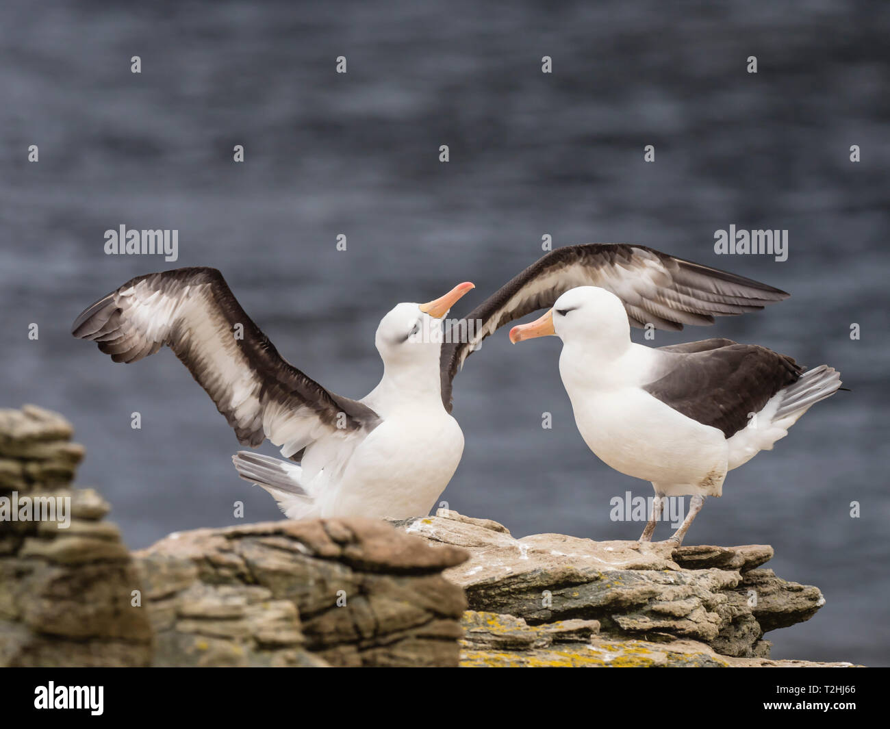 Black-browed albatross, Thalassarche melanophris, courtship display on New Island, Falkland Islands, South Atlantic Ocean Stock Photo
