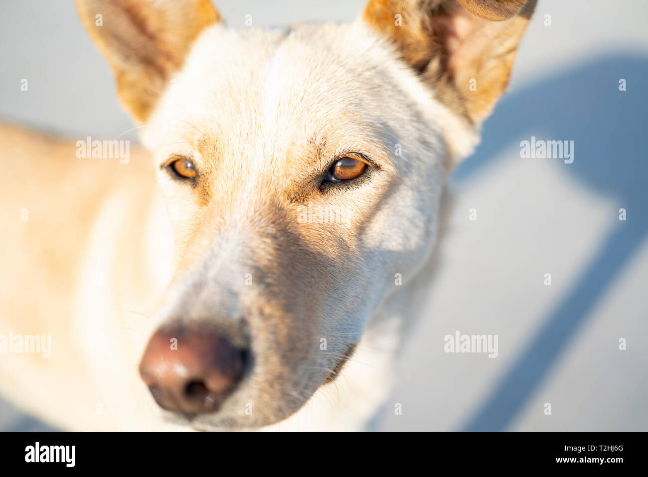 Close up dog eye Stock Photo