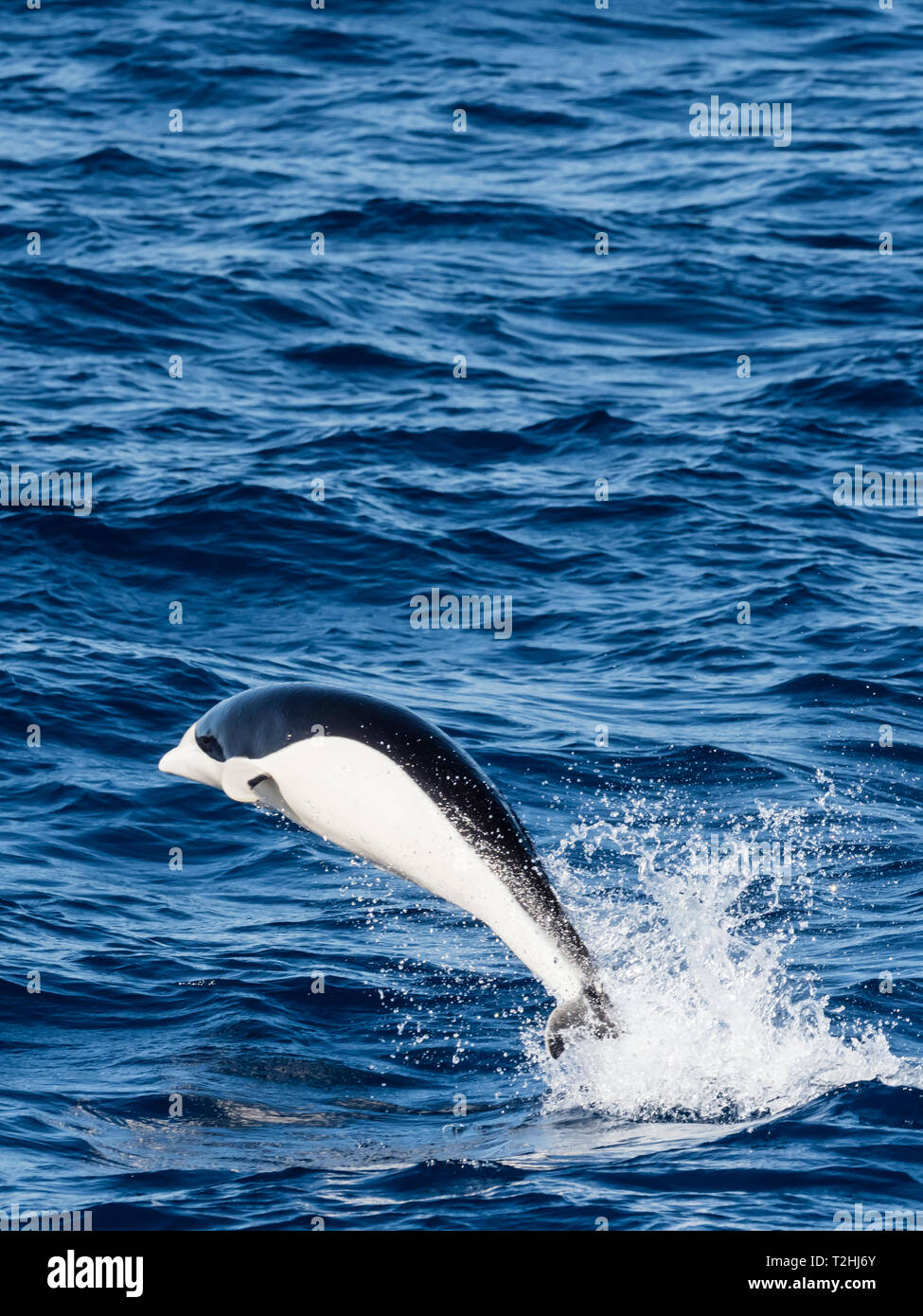 A adult Southern right whale dolphin, Lissodelphis peronii, travelling at high speed, Southern Atlantic Ocean. Stock Photo