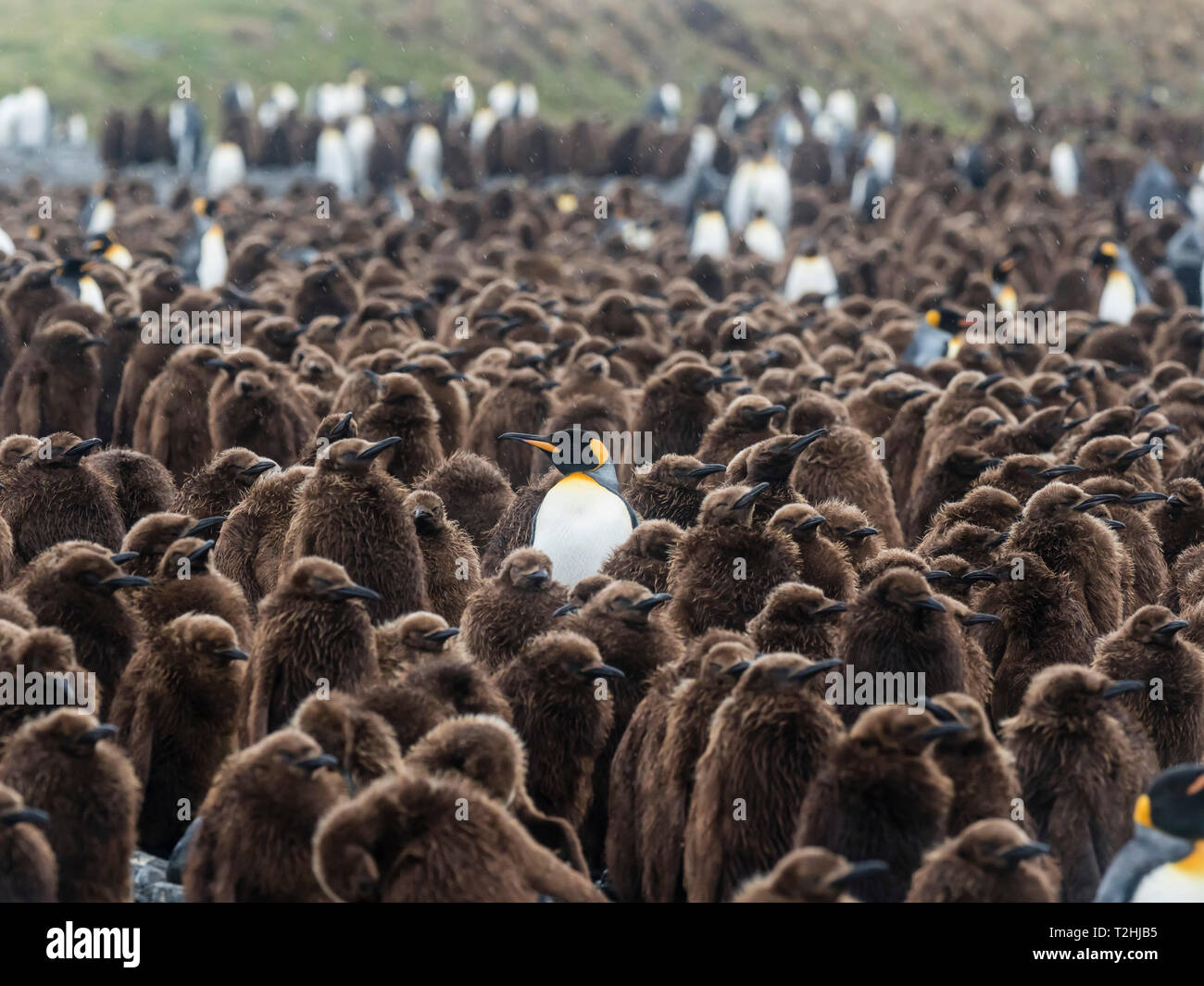 Adult king penguin, Aptenodytes patagonicus, amongst chicks at Salisbury Plain, South Georgia Island, Atlantic Ocean Stock Photo