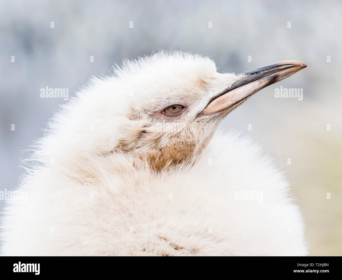 Leucistic king penguin chick, Aptenodytes patagonicus, at breeding colony on Salisbury Plain, South Georgia Island, Atlantic Ocean Stock Photo