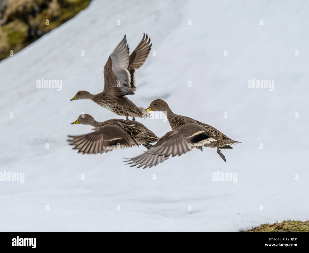 An endemic adult South Georgia pintails, Anas georgica, in flight at Moltke Harbour, Royal Bay, South Georgia Island, Atlantic Ocean Stock Photo