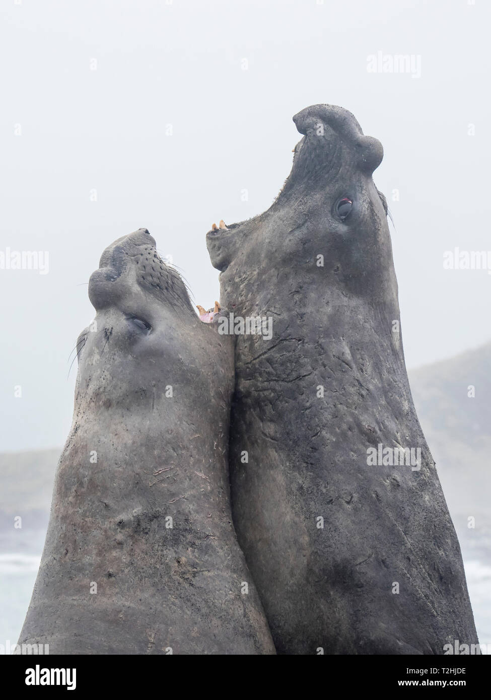 Adult bull southern elephant seals, Mirounga leonina, fighting for territory in Gold Harbour, South Georgia Island, Atlantic Ocean Stock Photo