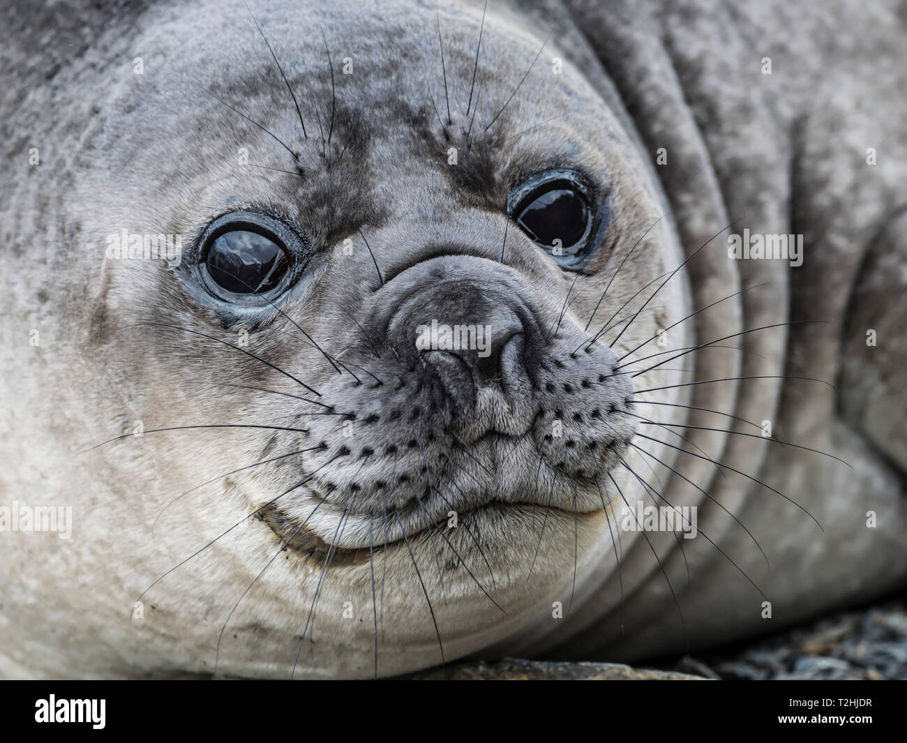 Jason seal hi-res stock photography and images - Alamy