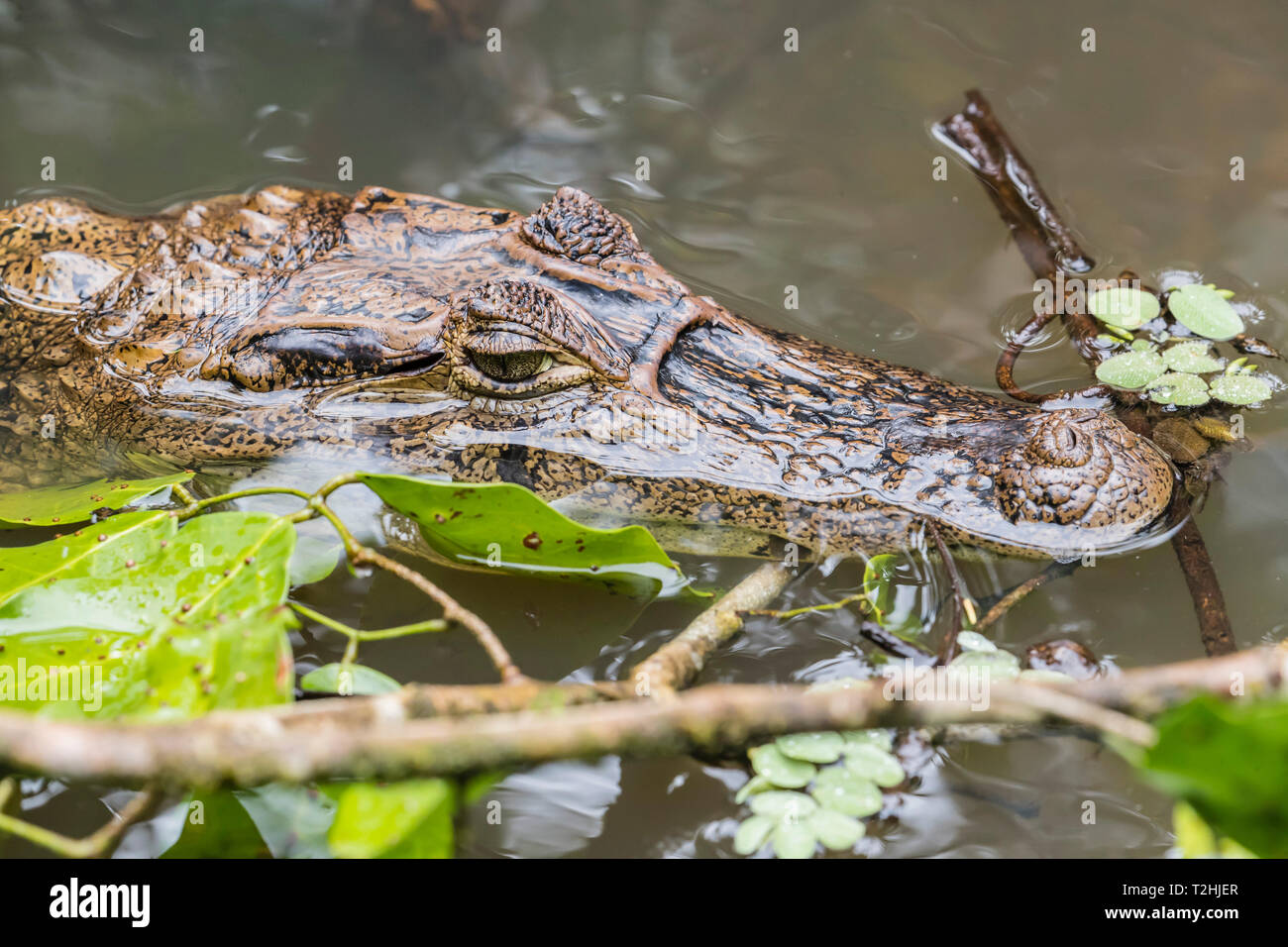 An adult spectacled caiman, Caiman crocodilus, in Cano Chiquerra, Tortuguero National Park, Costa Rica, Central America Stock Photo