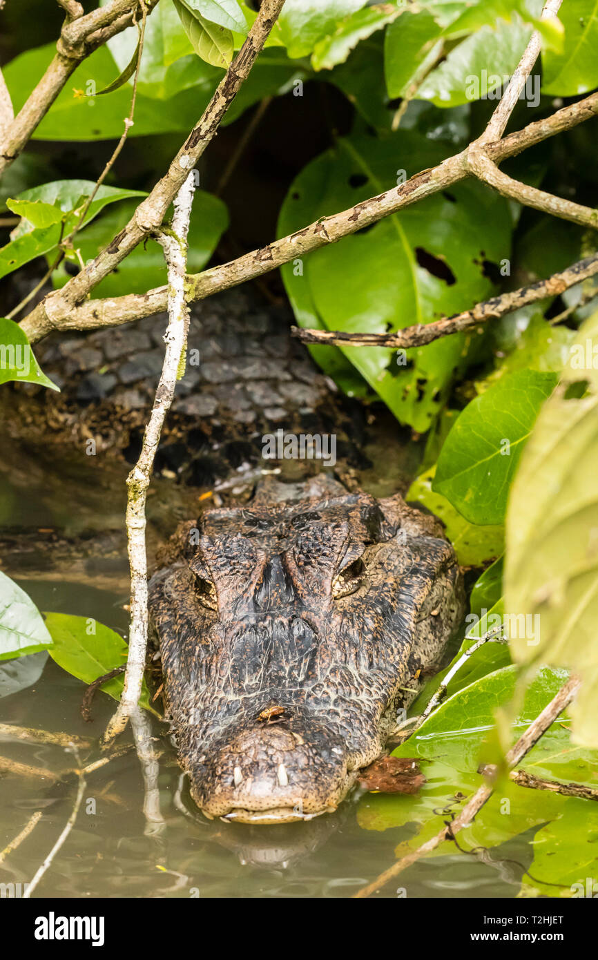 An adult spectacled caiman, Caiman crocodilus, in Cano Chiquerra, Tortuguero National Park, Costa Rica, Central America Stock Photo
