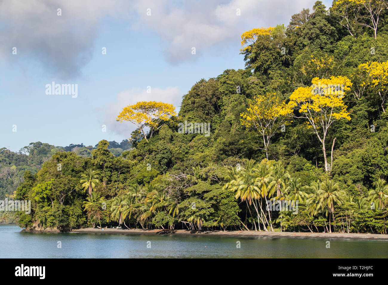 Dense forest lines the coast at Casa Orquideas Botanical Gardens, Golfo Dulce, Costa Rica, Central America Stock Photo