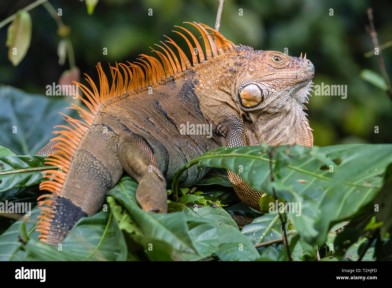 An adult male green iguana, Iguana iguana, in breeding coloration, Tortuguero National Park, Costa Rica, Central America Stock Photo
