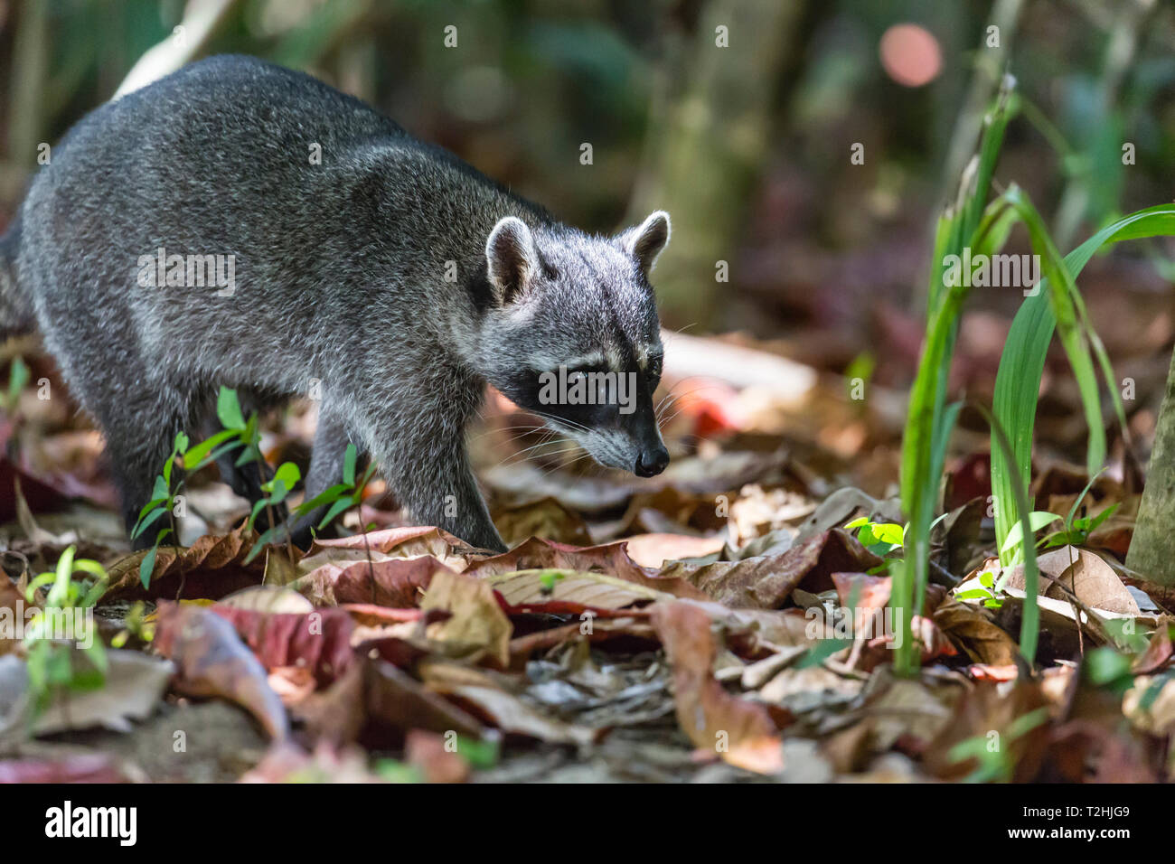 An adult crabeating raccoon, Procyon cancrivorus, Manuel Antonio