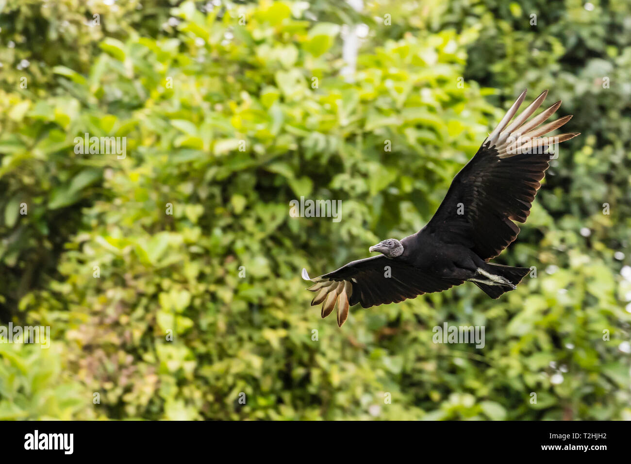 An adult black vulture, Coragyps atratus, in flight at Golfito, Golfo Dulce, Costa Rica, Central America Stock Photo