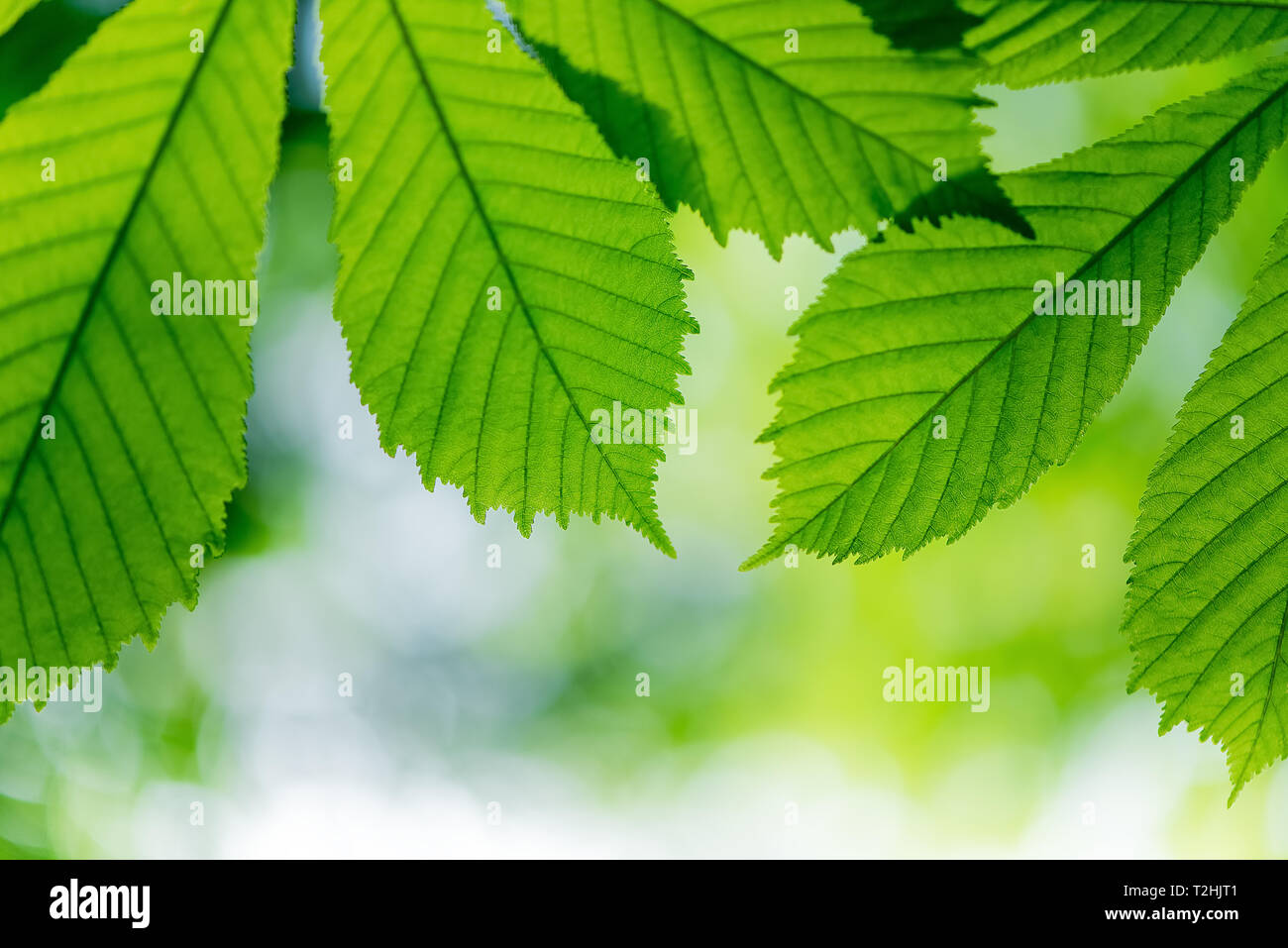 Nature background with green leaves Stock Photo - Alamy