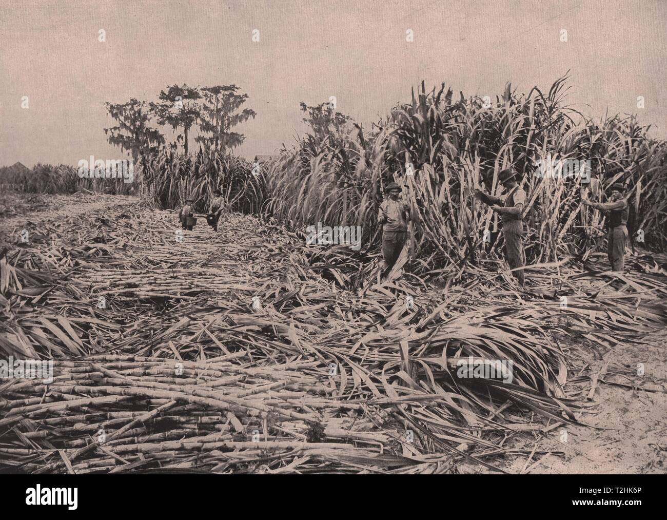 19th century sugar plantation hi-res stock photography and images - Alamy