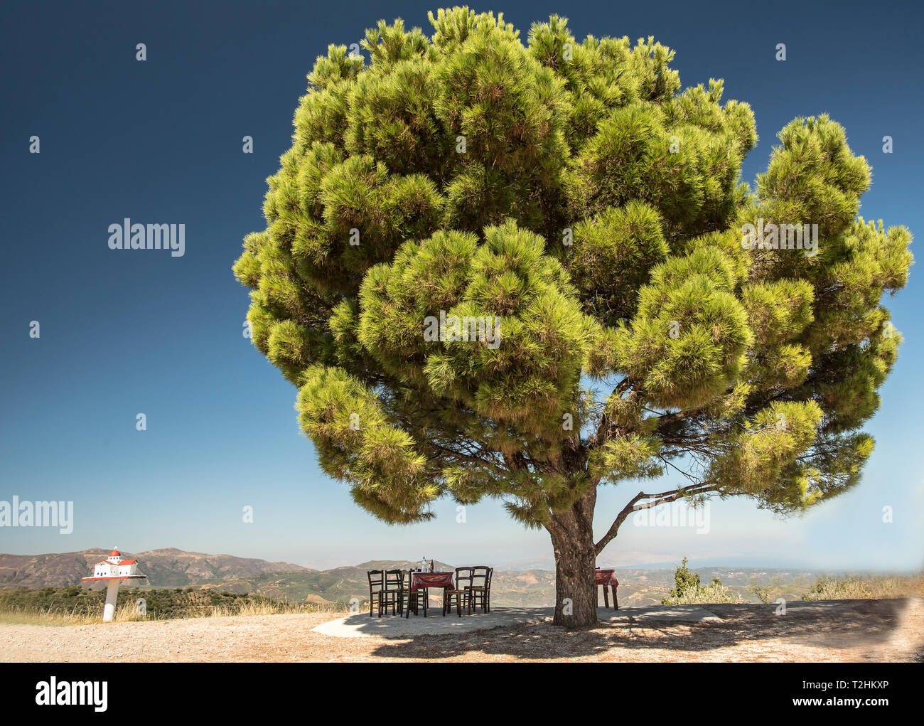 Crete Tree Postcard Crete Greece Stock Photo