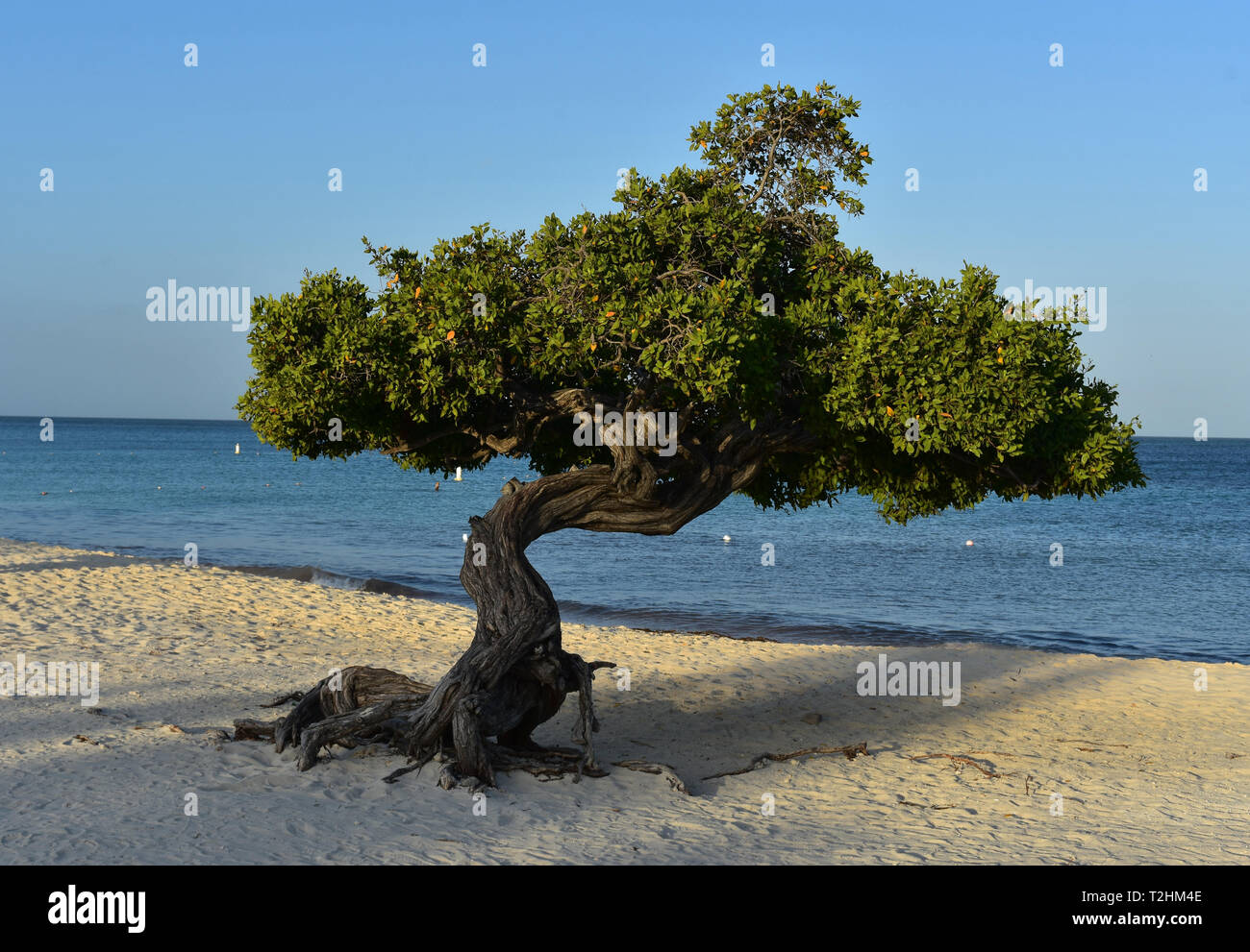 Divi tree on Eagle Beach in Aruba just after sunrise Stock Photo Alamy