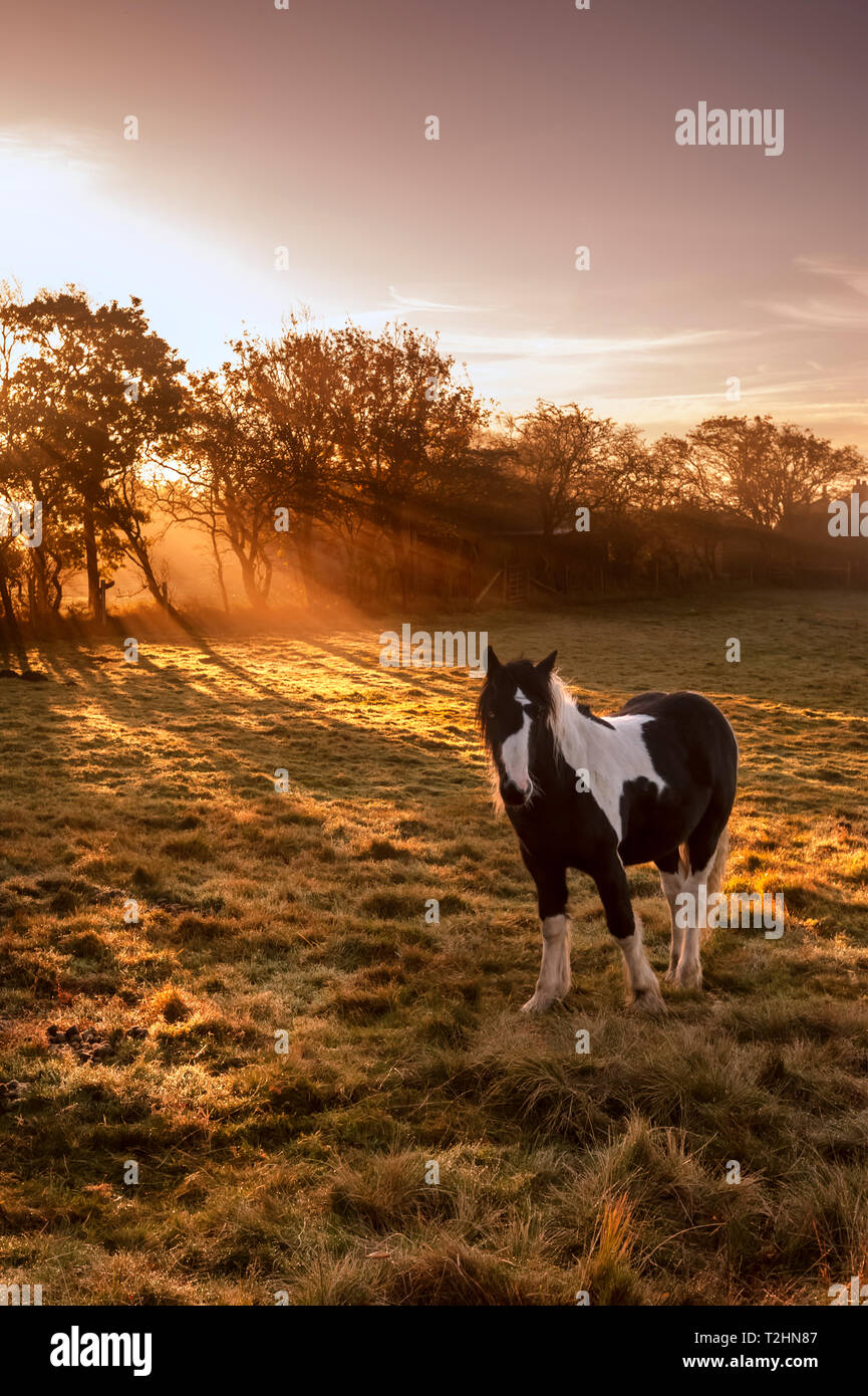 Horse (Equus ferus caballus) in sunlight field at sunrise, Cloudside, Cheshire, England, United Kingdom, Europe Stock Photo