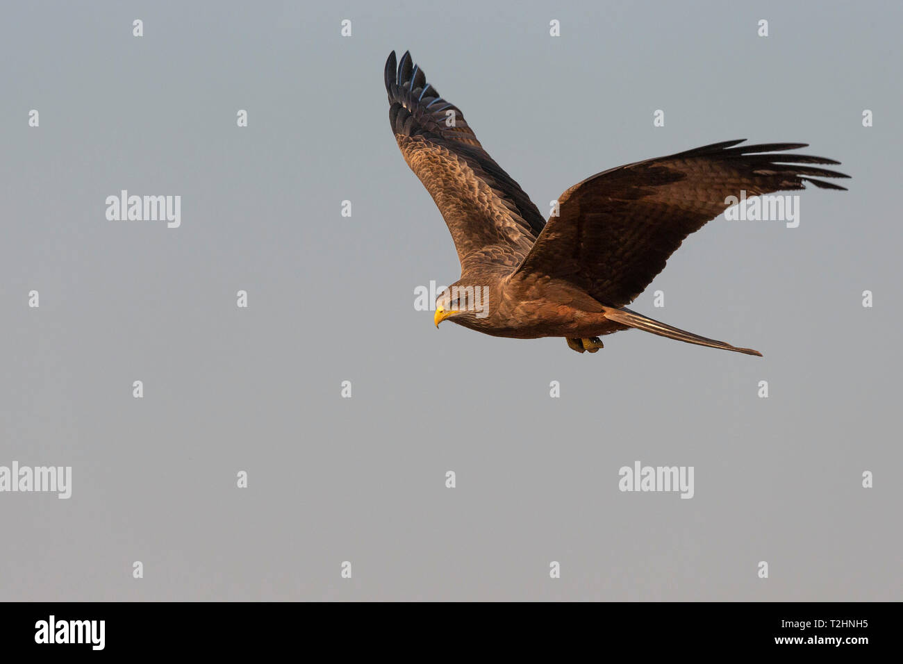 Yellowbilled kite, Milvus aegyptius,  Zimanga private game reserve, KwaZulu-Natal, South Africa Stock Photo